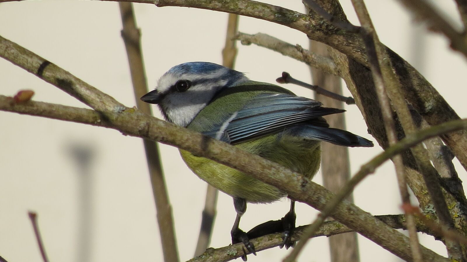 Canon PowerShot SX50 HS sample photo. Bird, tit, spring photography