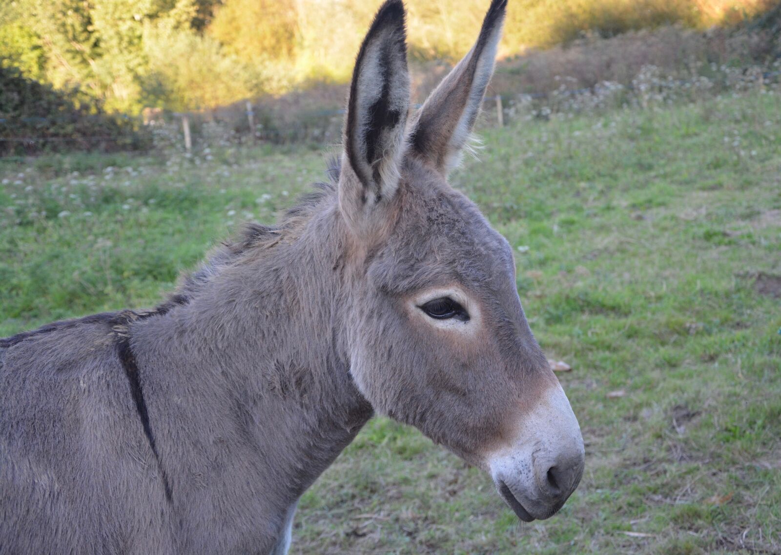 Nikon D5200 sample photo. Donkey, colt, young ass photography