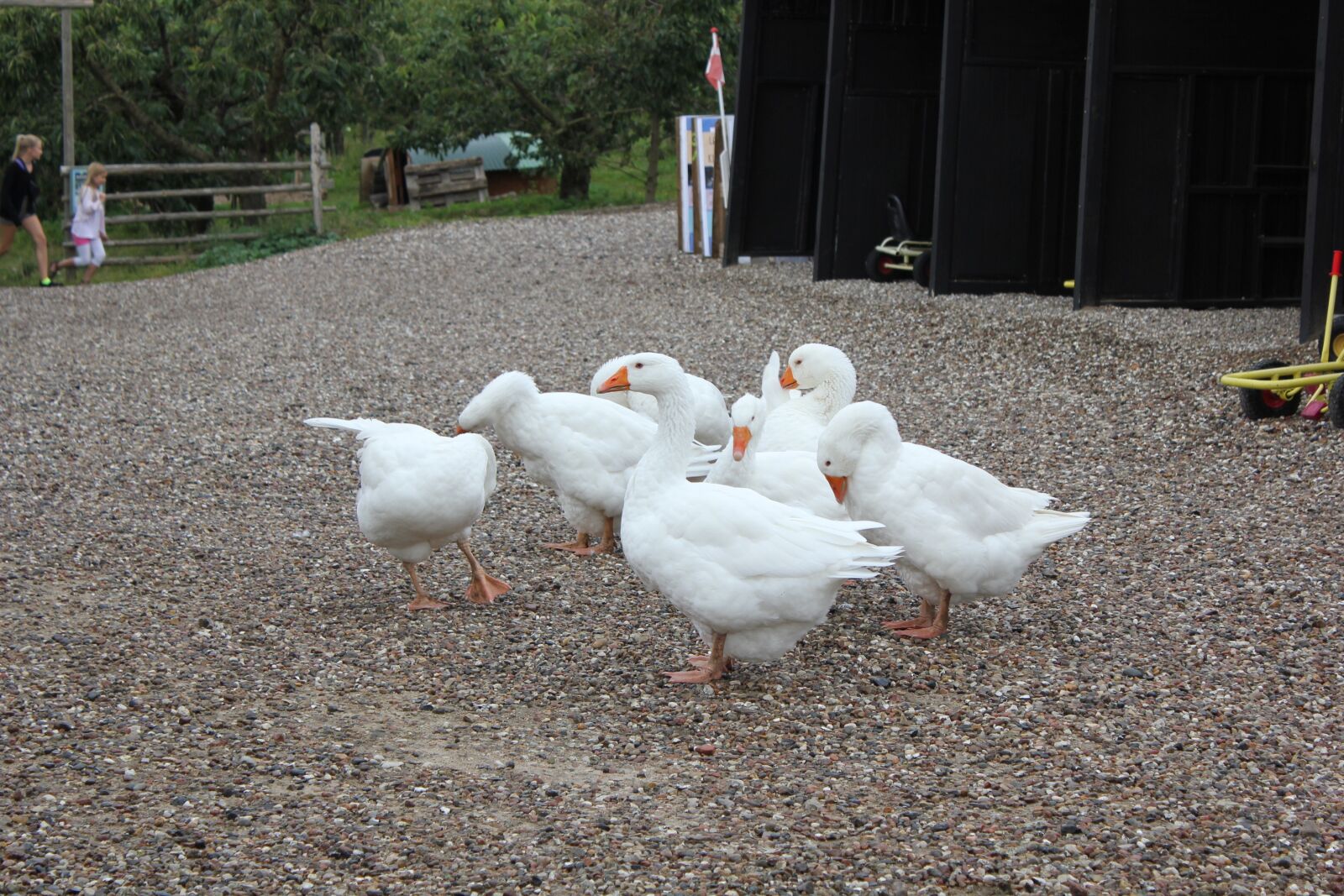 Canon EOS 550D (EOS Rebel T2i / EOS Kiss X4) sample photo. Geese, zealand, farm photography