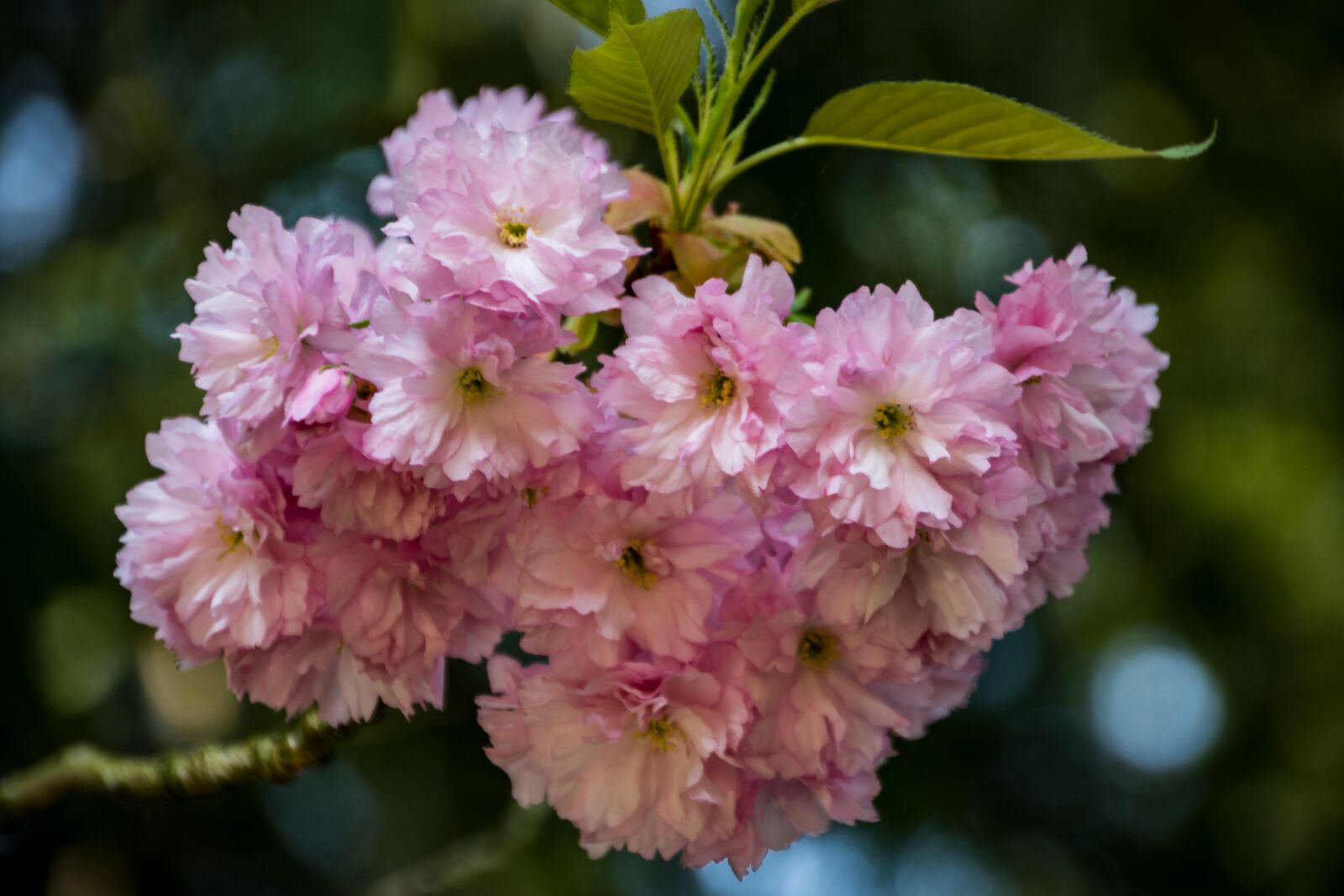 Canon EOS 750D (EOS Rebel T6i / EOS Kiss X8i) sample photo. Flower, plant, nature photography