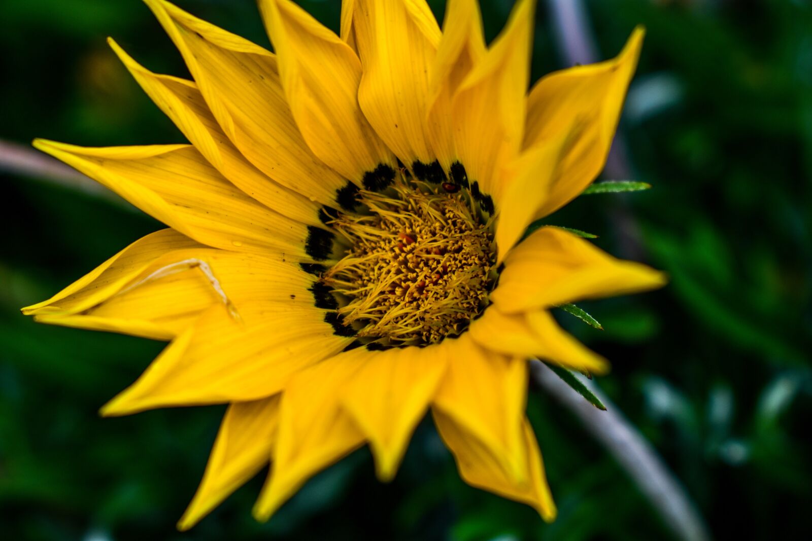 Nikon D3400 sample photo. Nature, flower, plant photography