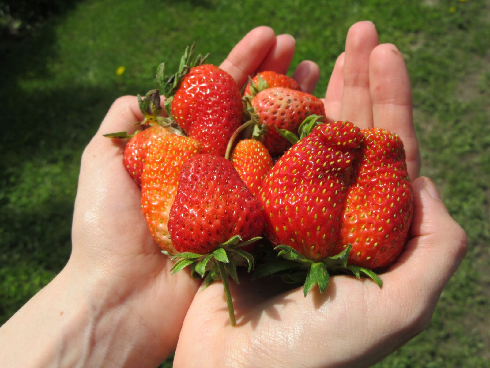 Canon PowerShot SX610 HS sample photo. Strawberries, hands, fruit photography