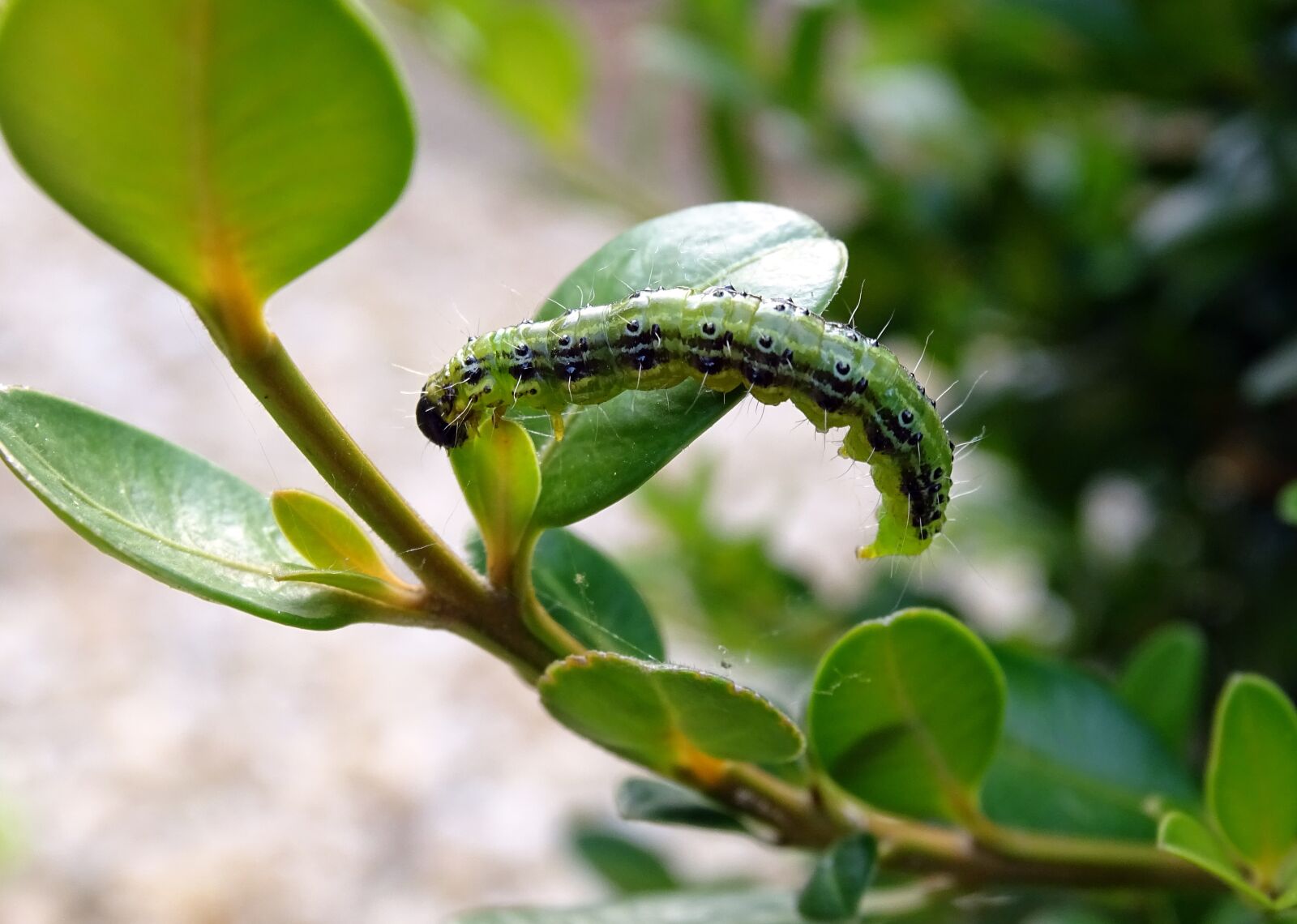 Sony Cyber-shot DSC-HX400V sample photo. Boxwood borer, caterpillar, pest photography