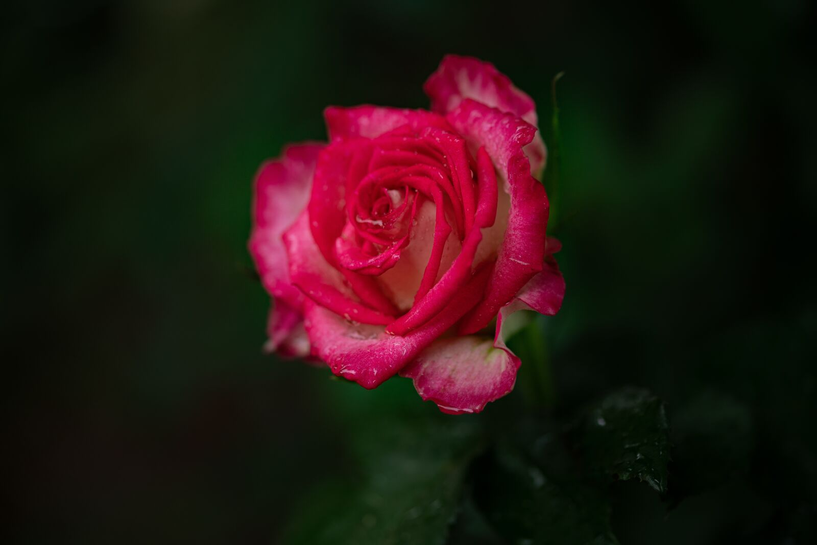 105mm F2.8 sample photo. Roses, flower, nature photography