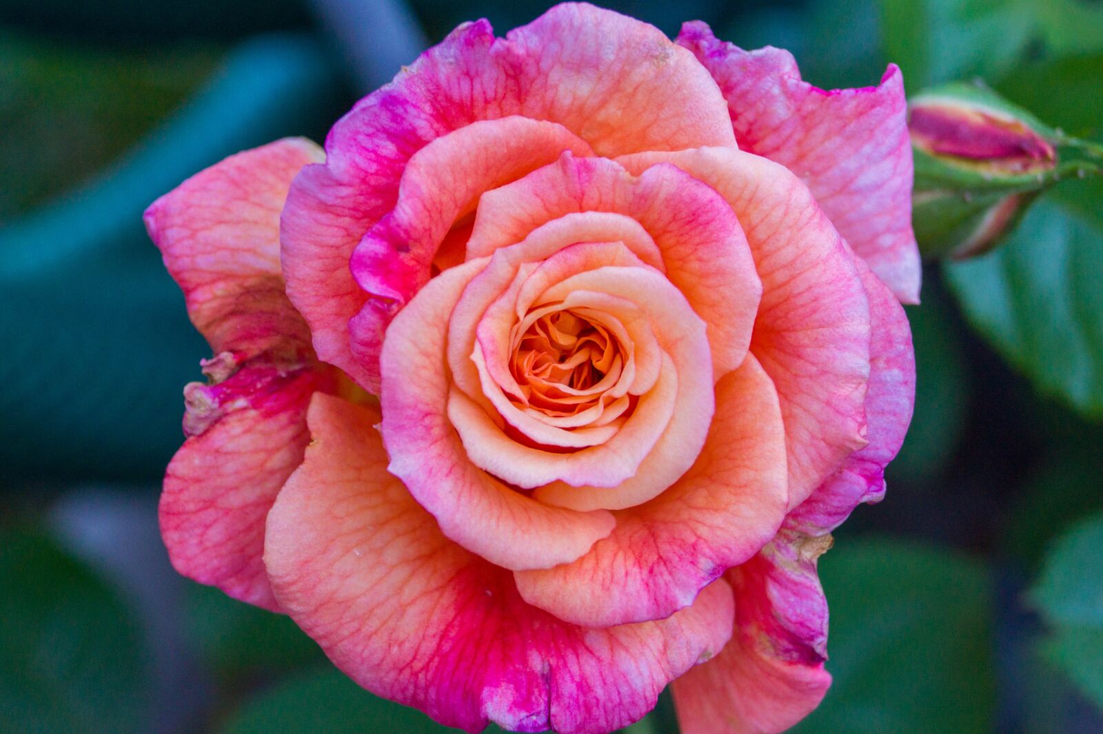 Sony SLT-A58 sample photo. Garden, flower, rose photography