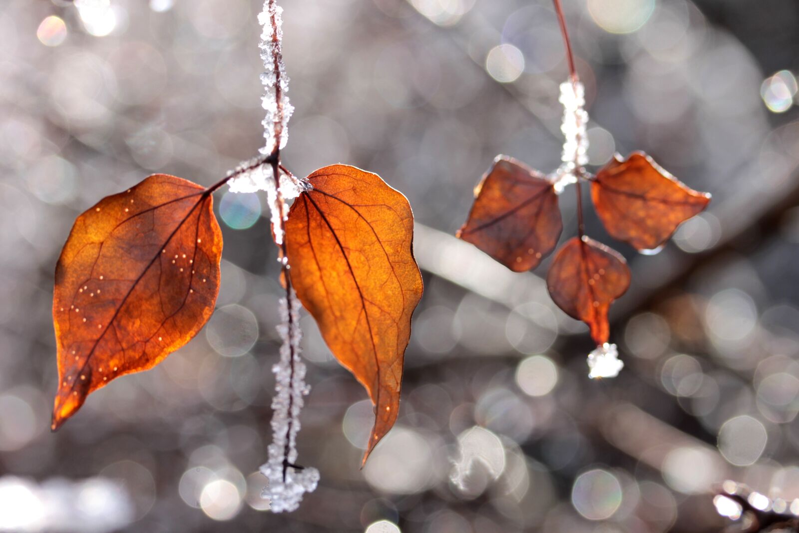 Canon EF-S 60mm F2.8 Macro USM sample photo. Autumn colors, autumn, leaf photography