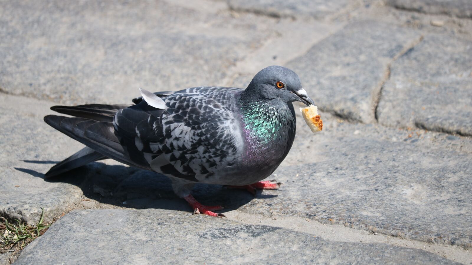 Canon EOS 750D (EOS Rebel T6i / EOS Kiss X8i) sample photo. Birds, nature, animals photography