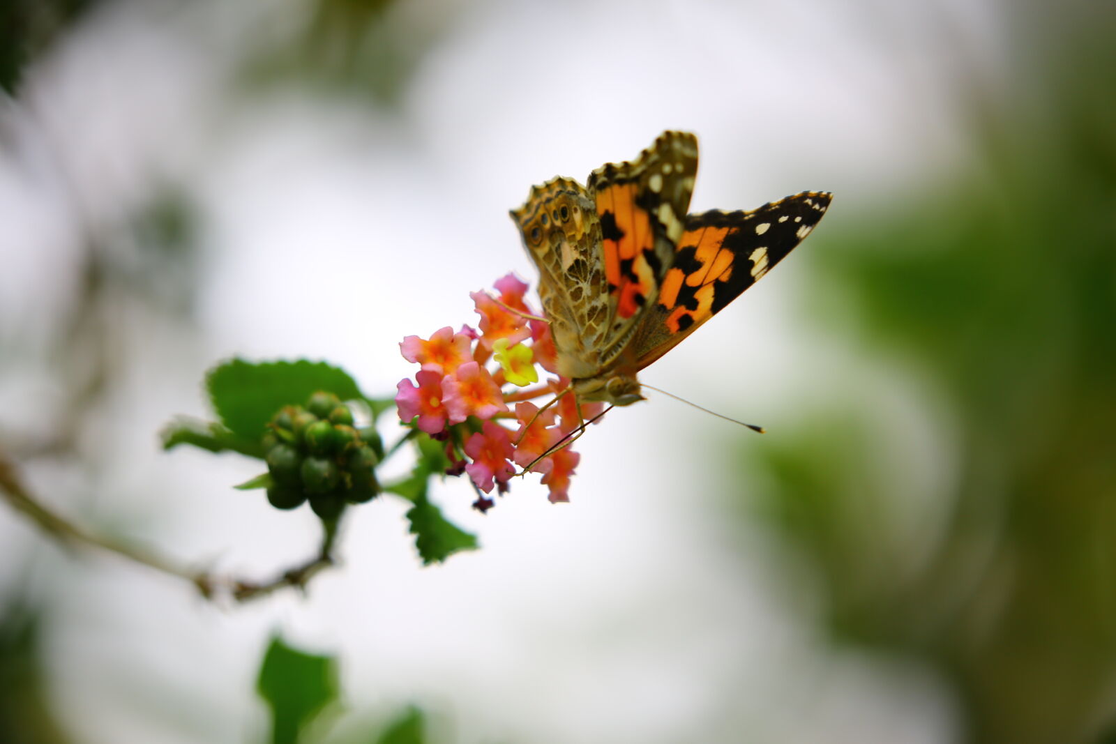 Canon EOS 5D Mark III + Canon EF 100-400mm F4.5-5.6L IS II USM sample photo. Orange, and, black, butterfly photography