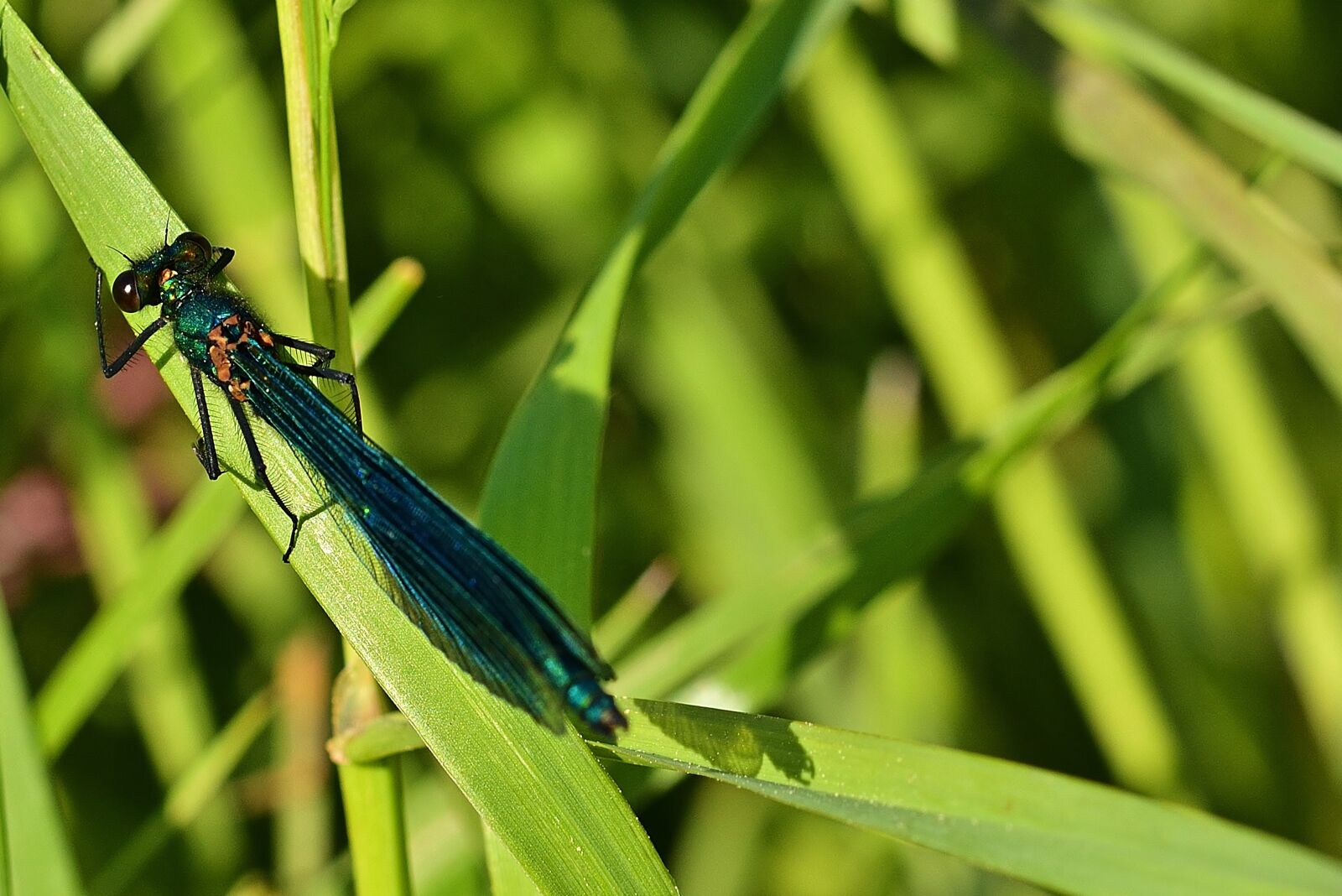 Nikon D5200 sample photo. Dragonfly, blue-winged splendor dragonfly photography