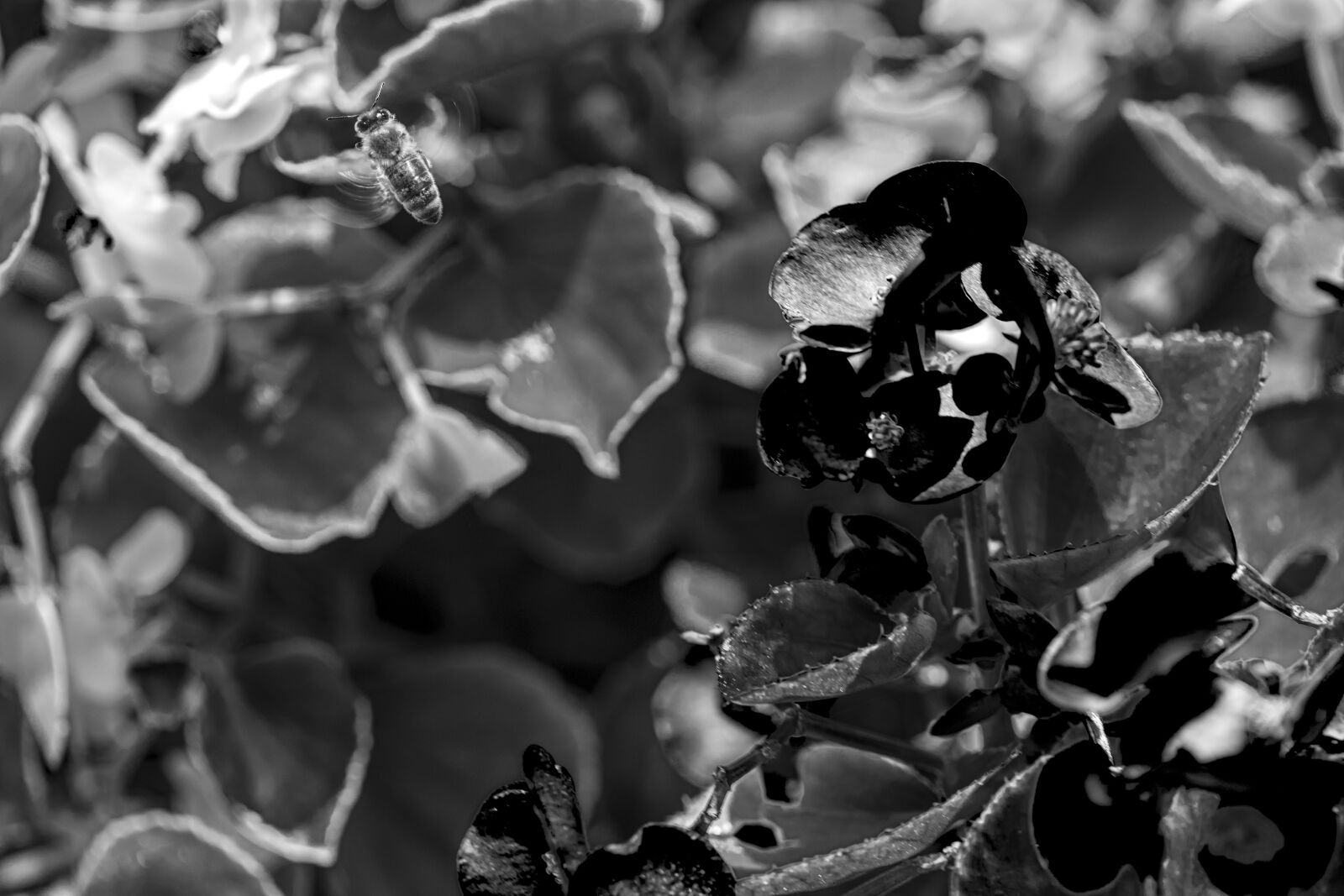 Canon EF 180mm F3.5L Macro USM sample photo. Nature, bee, flower photography
