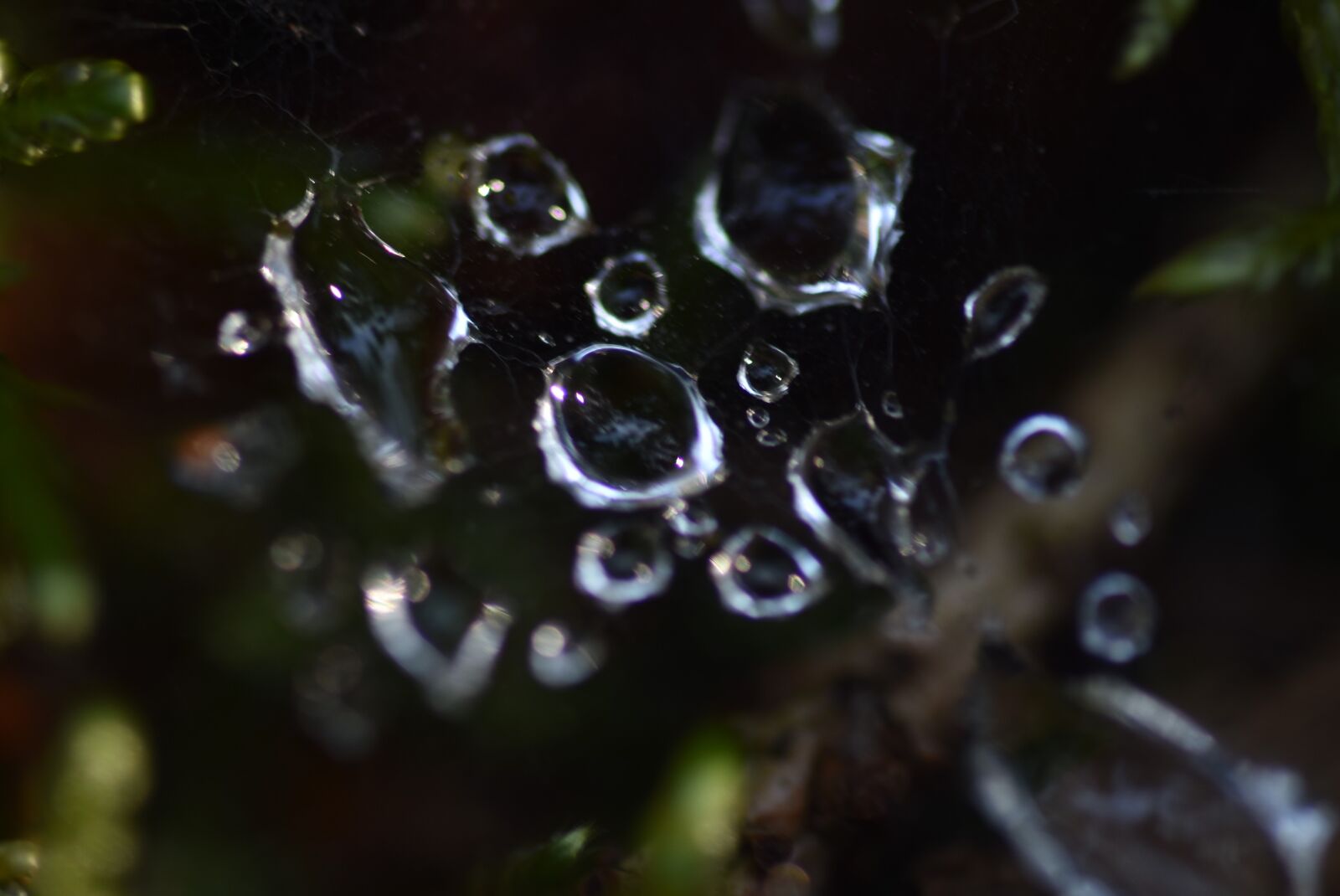 Nikon D5600 sample photo. Water, drop, nature photography