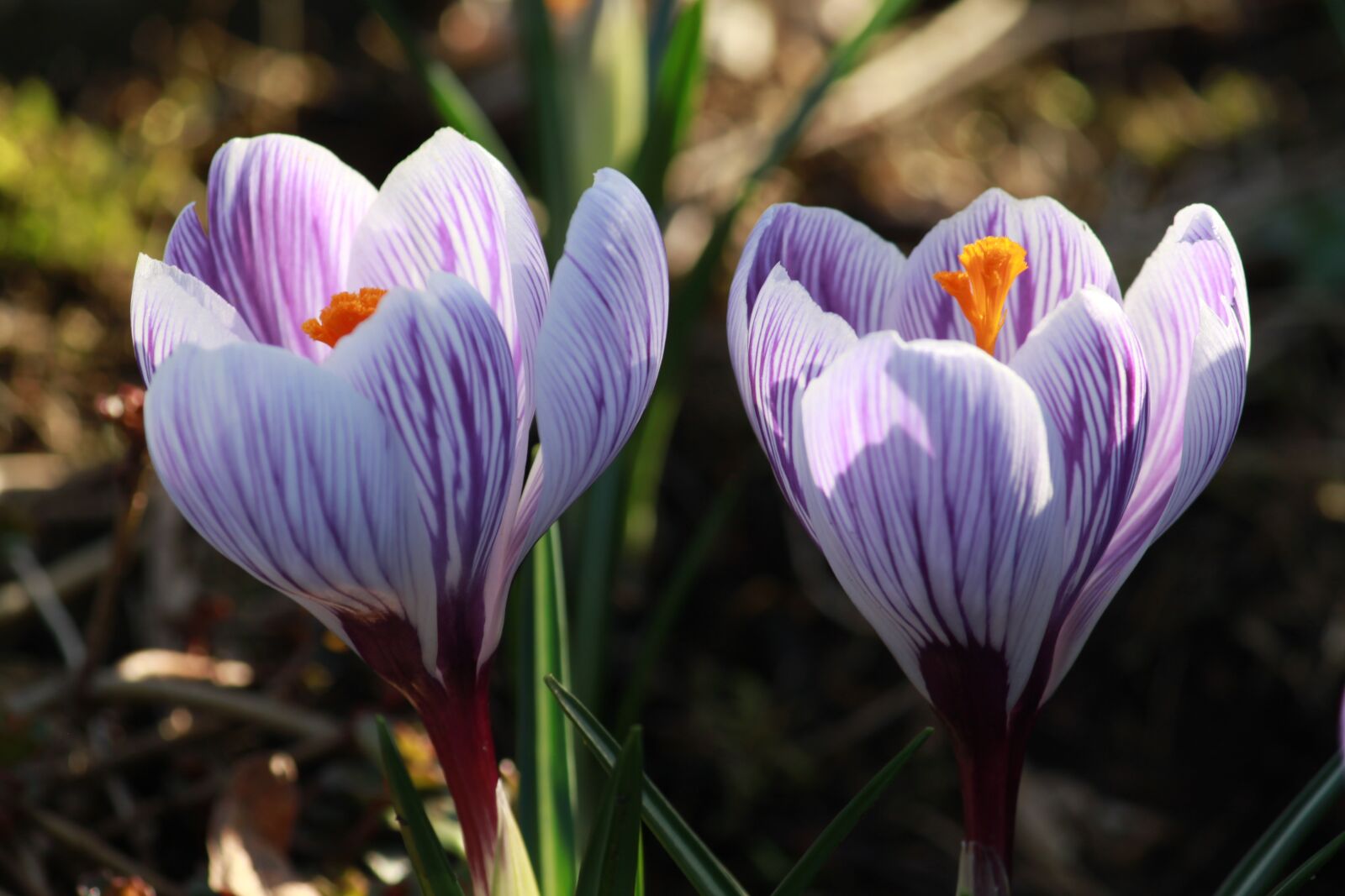 Canon EOS 500D (EOS Rebel T1i / EOS Kiss X3) sample photo. Crocus in bloom, flower photography