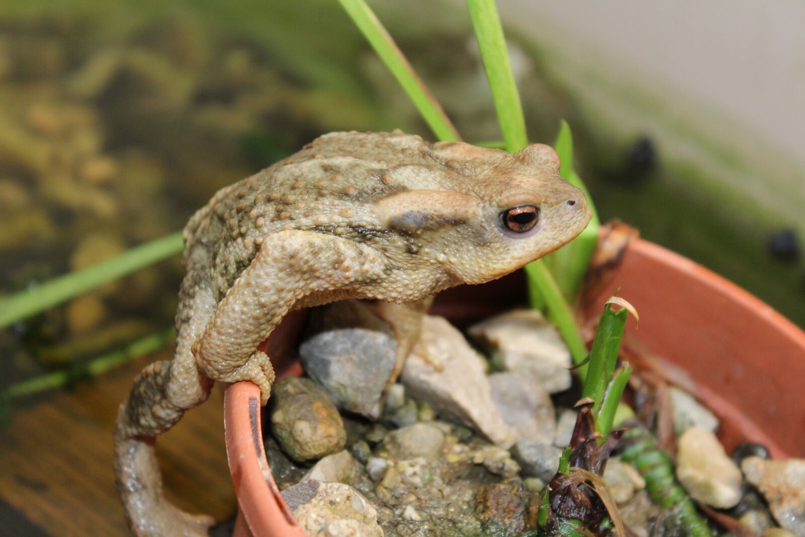 Canon EOS 1200D (EOS Rebel T5 / EOS Kiss X70 / EOS Hi) sample photo. Animalia, wild life, nature photography