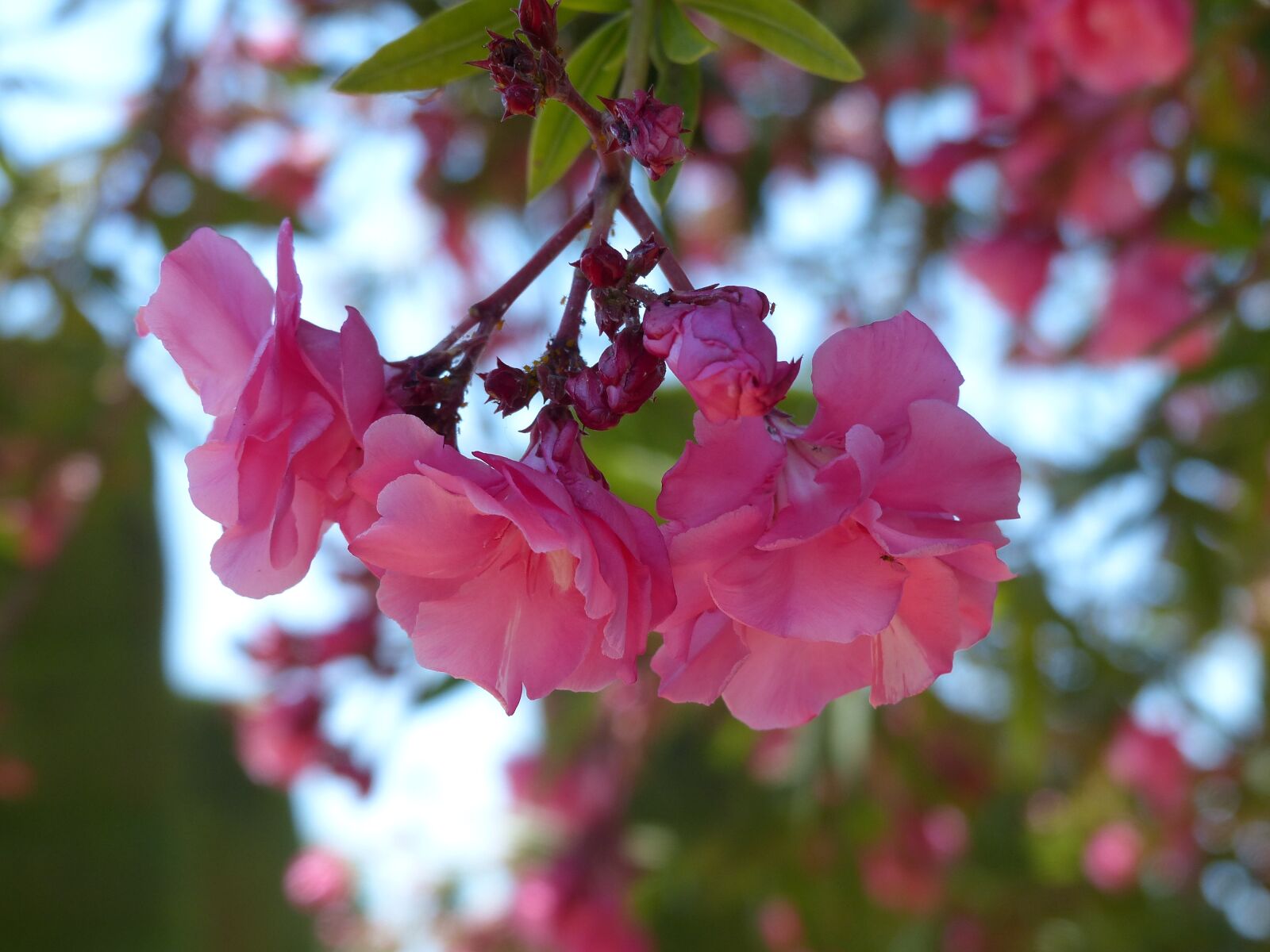 Panasonic Lumix DMC-FZ200 sample photo. Shrub rose, pink, blossom photography