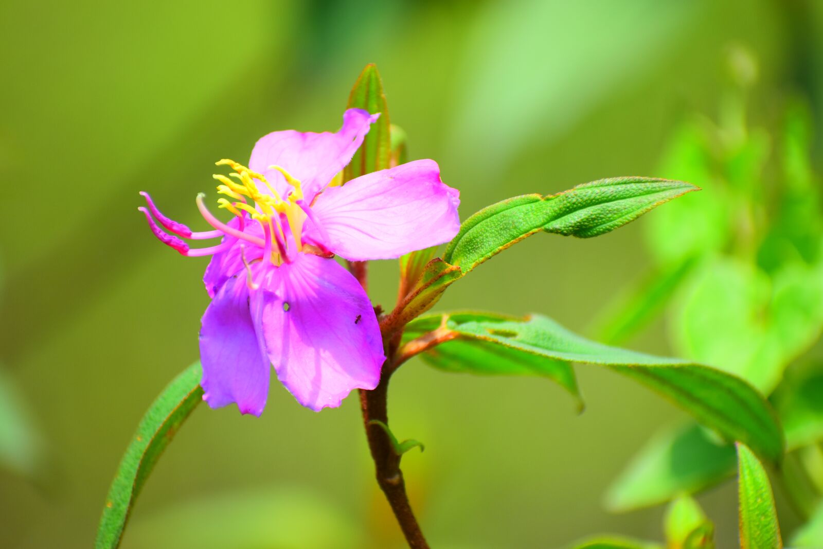 Nikon D5600 sample photo. Nature, flora, leaf photography