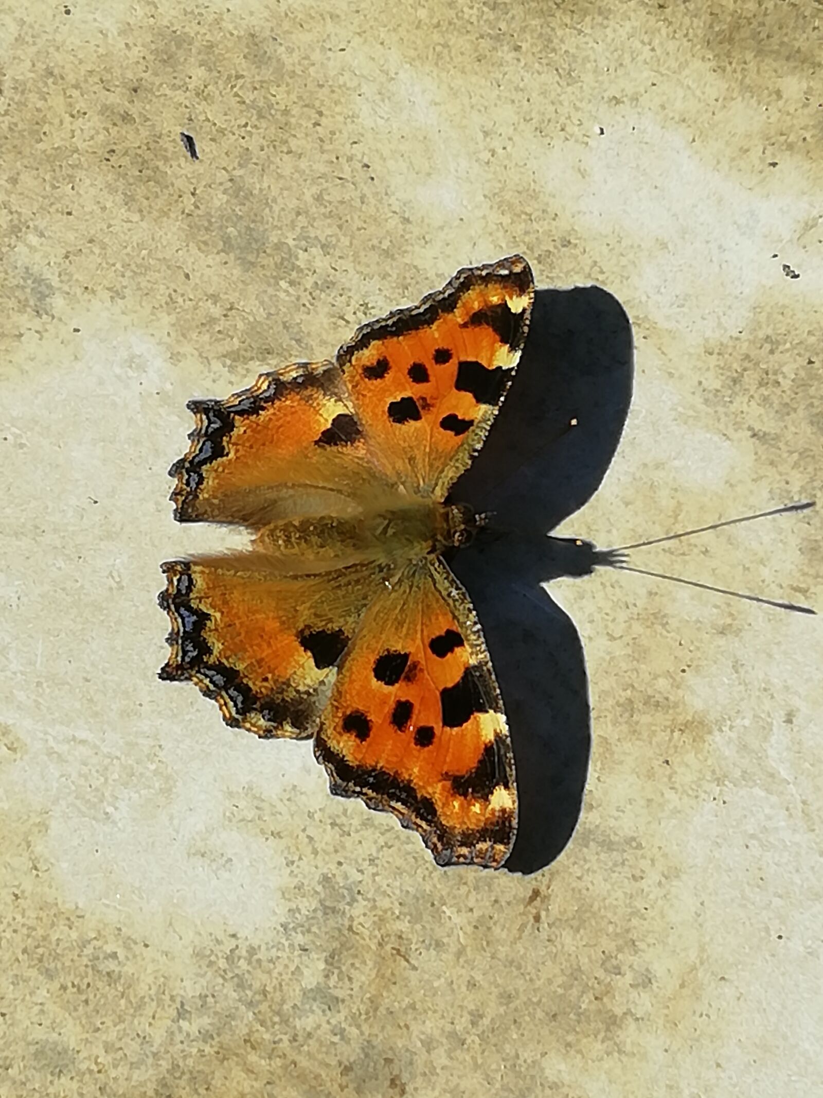 HUAWEI FIG-LX1 sample photo. Butterfly, shadow, nature photography