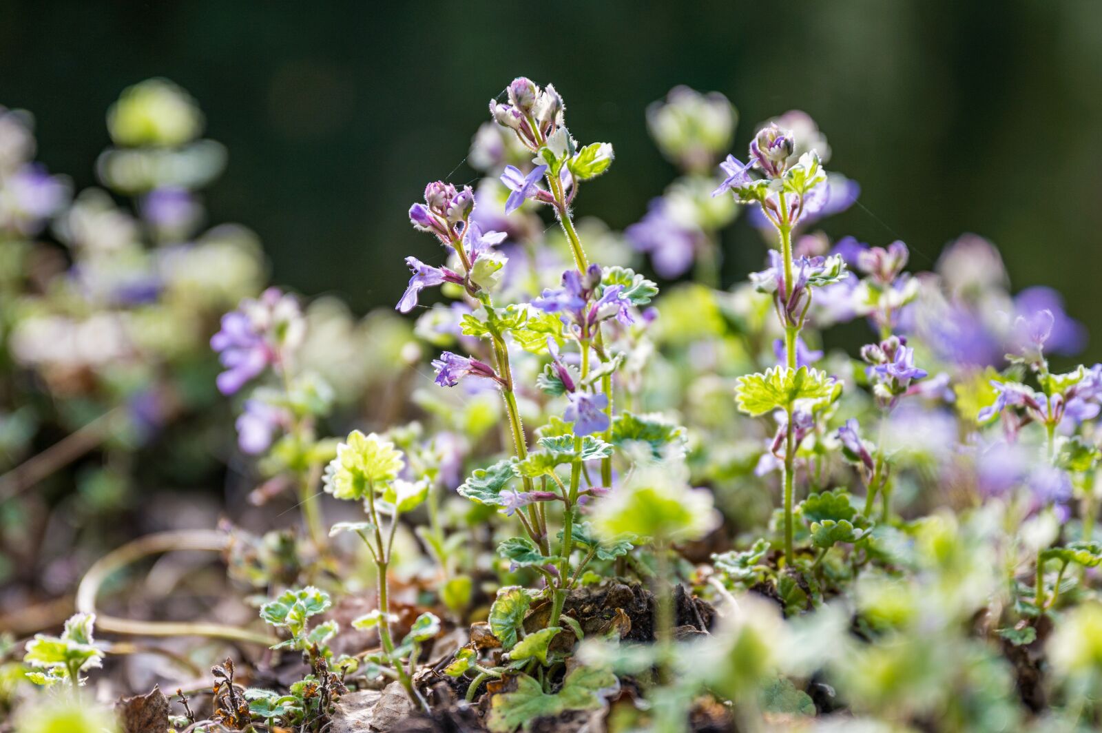 Nikon Z6 sample photo. Flower, nature, spring photography