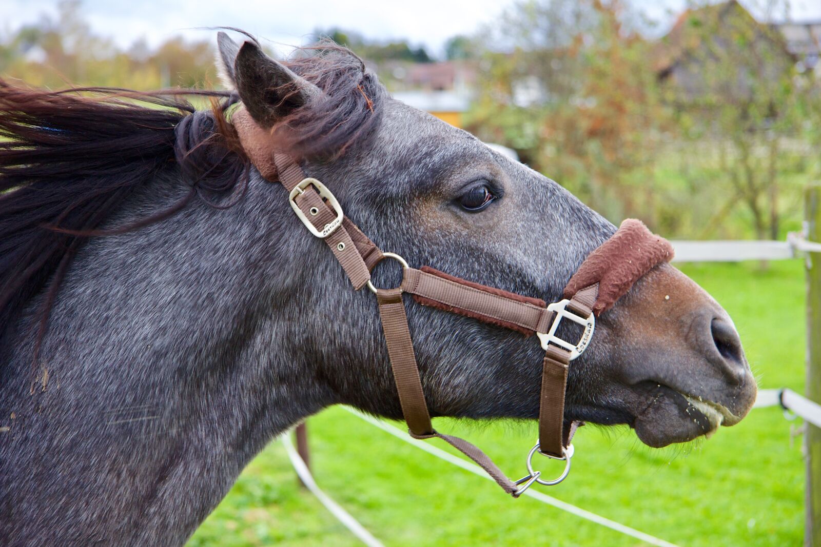 Canon EF-S 17-85mm F4-5.6 IS USM sample photo. Horse, animal, horse head photography