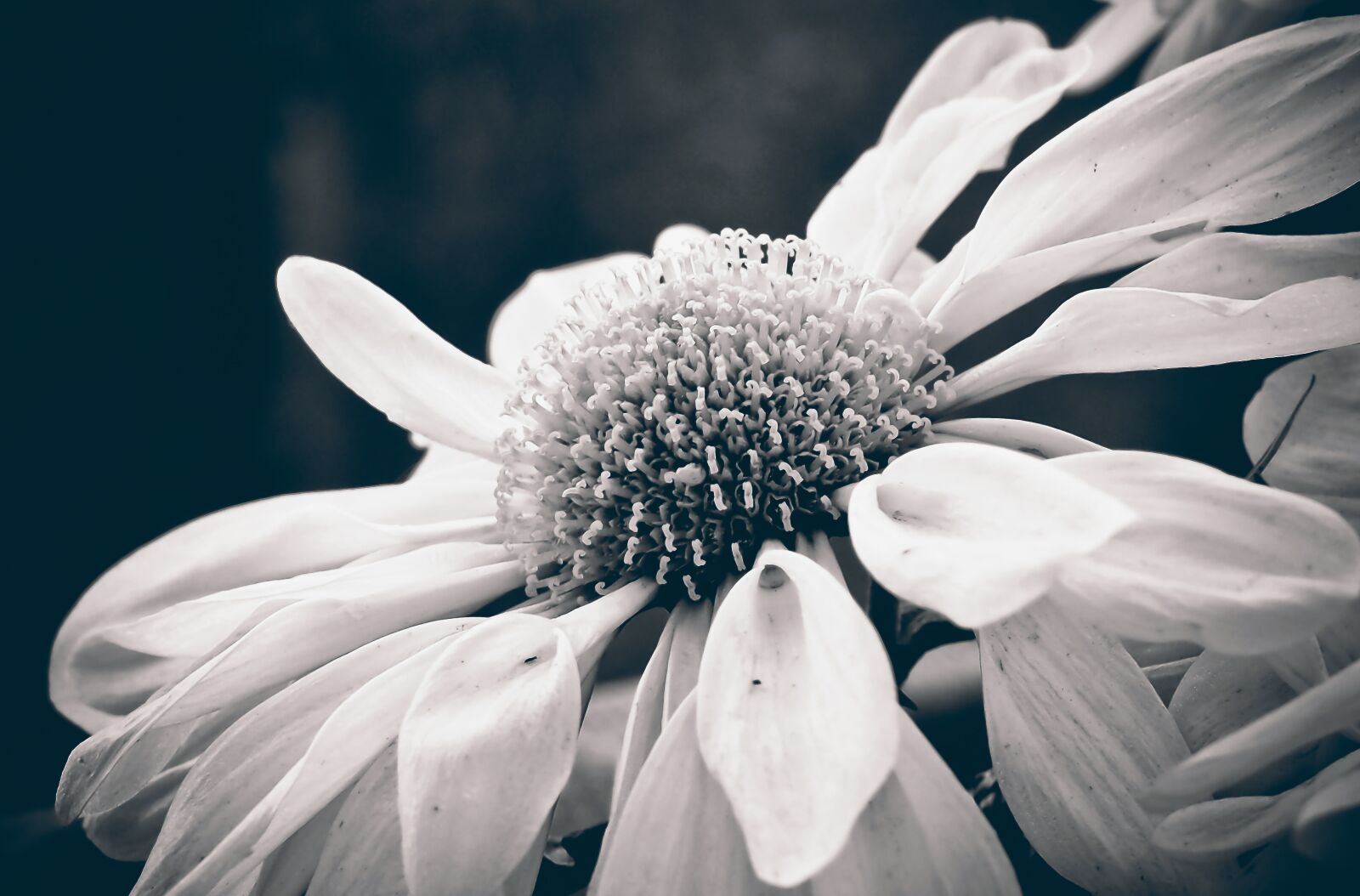 Olympus OM-D E-M10 sample photo. Marguerite, flower, nature photography
