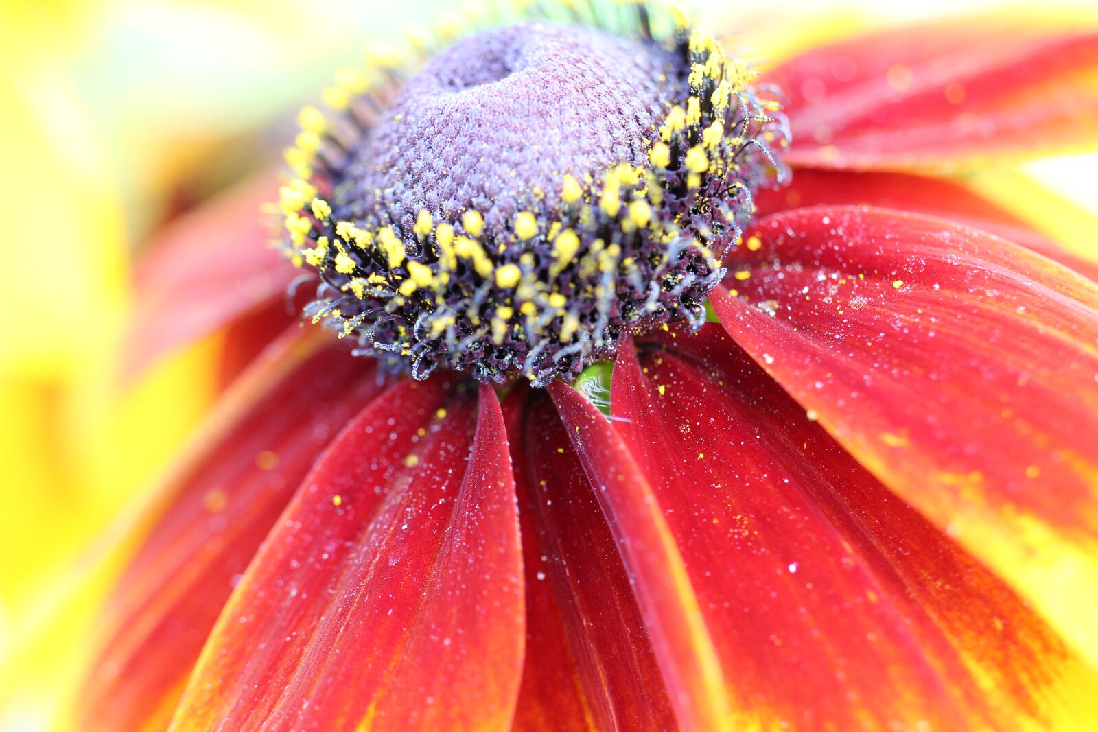 Canon EOS 550D (EOS Rebel T2i / EOS Kiss X4) sample photo. Coneflower, red, close up photography
