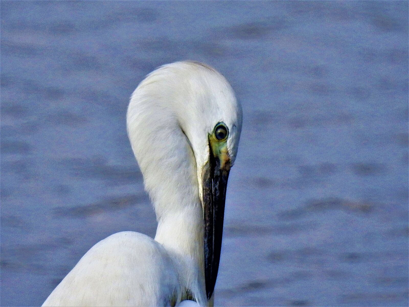 Nikon Coolpix P900 sample photo. Egret, heron, pond photography