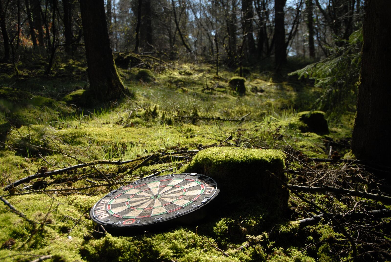 Nikon D200 sample photo. Forest, dart, glade photography