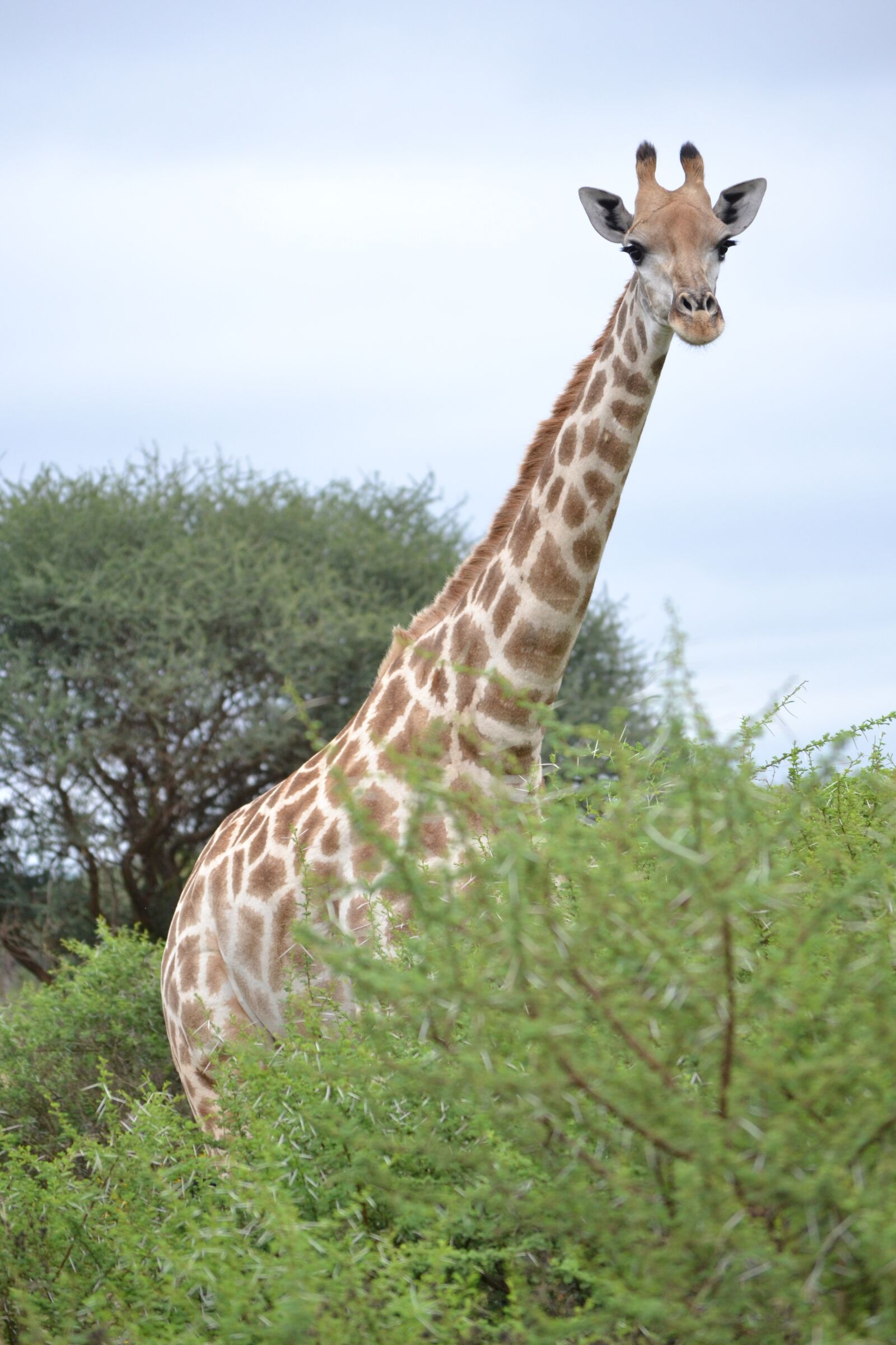 Nikon D3100 sample photo. Botswana, africa, safari photography