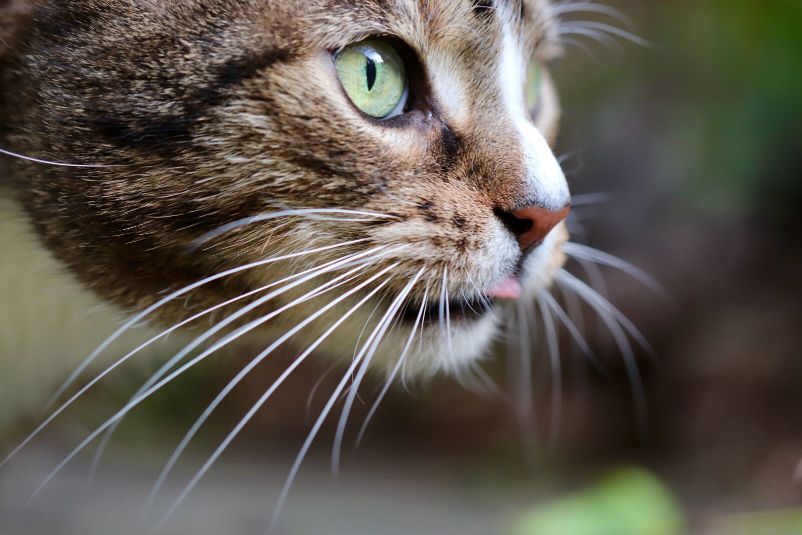 Canon EOS 800D (EOS Rebel T7i / EOS Kiss X9i) sample photo. Cat, cat tongue, cat's photography