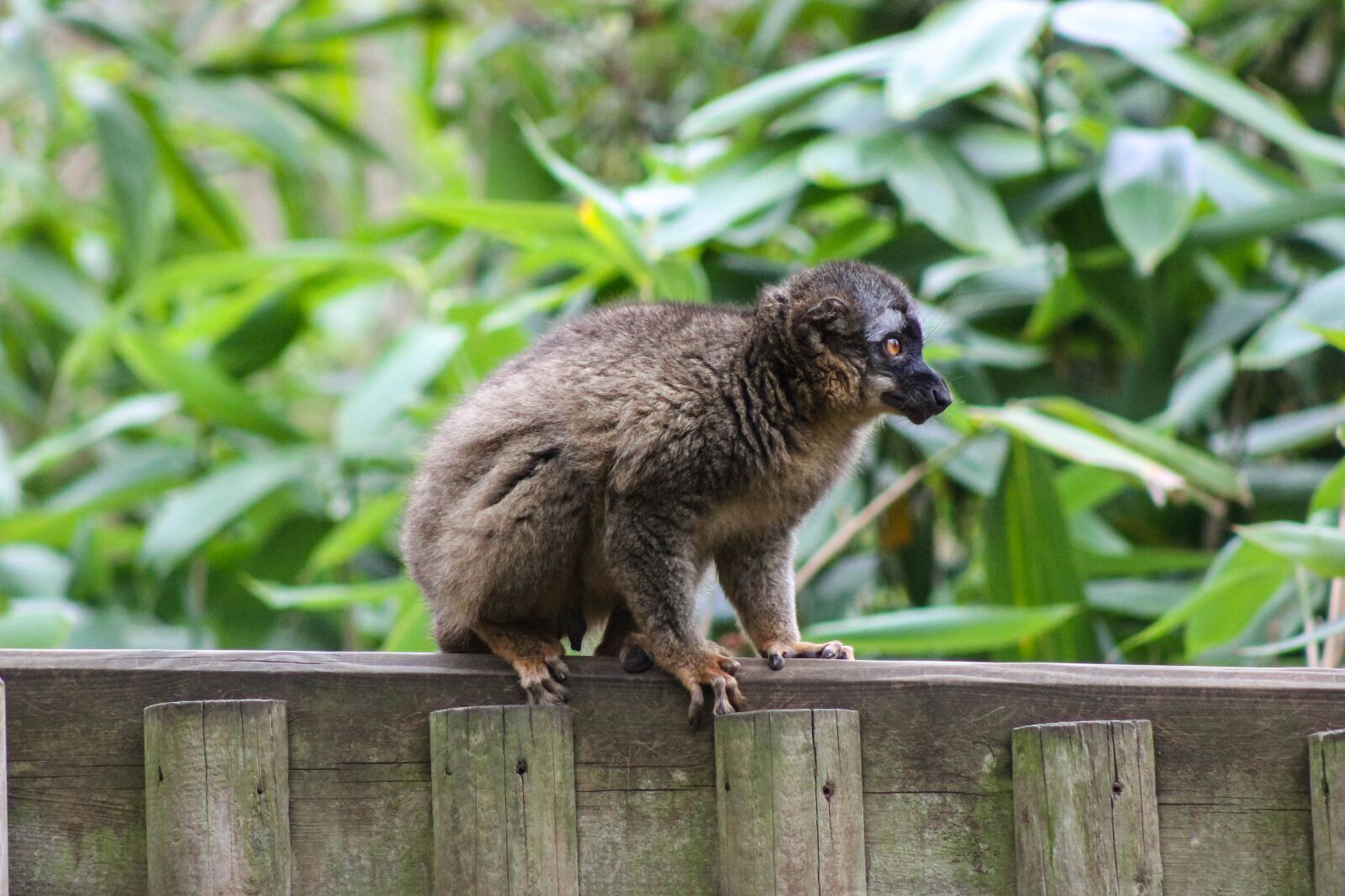 Canon EOS 600D (Rebel EOS T3i / EOS Kiss X5) sample photo. Red-fronted lemur, lemur on photography