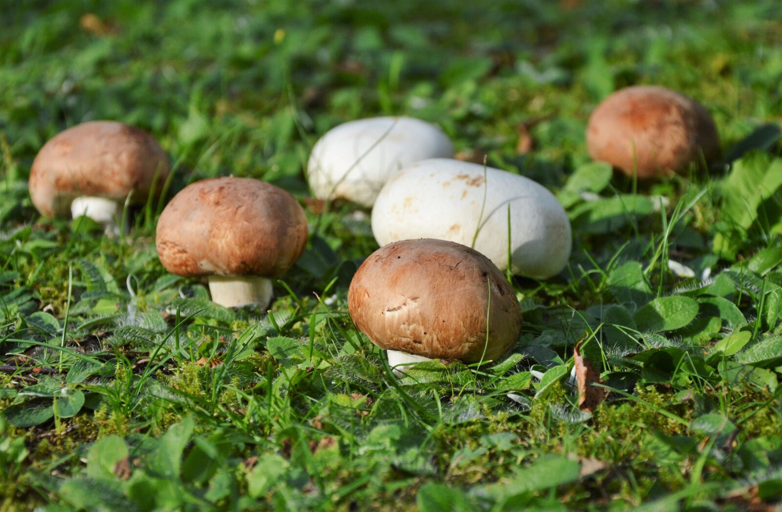 Nikon D3200 sample photo. Mushroom, egerling, disc fungus photography