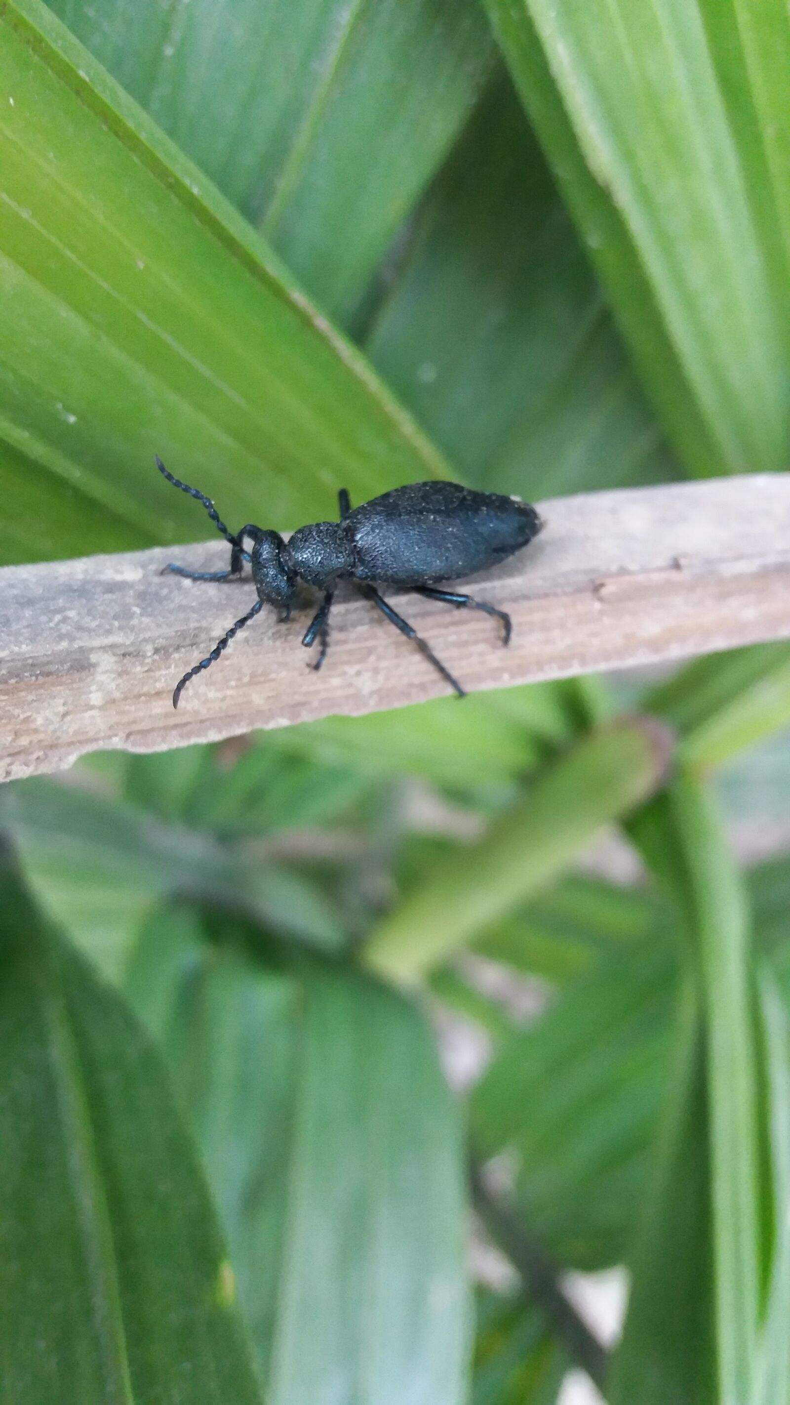 Samsung Galaxy J5 sample photo. Insect, nature, invertebrate photography