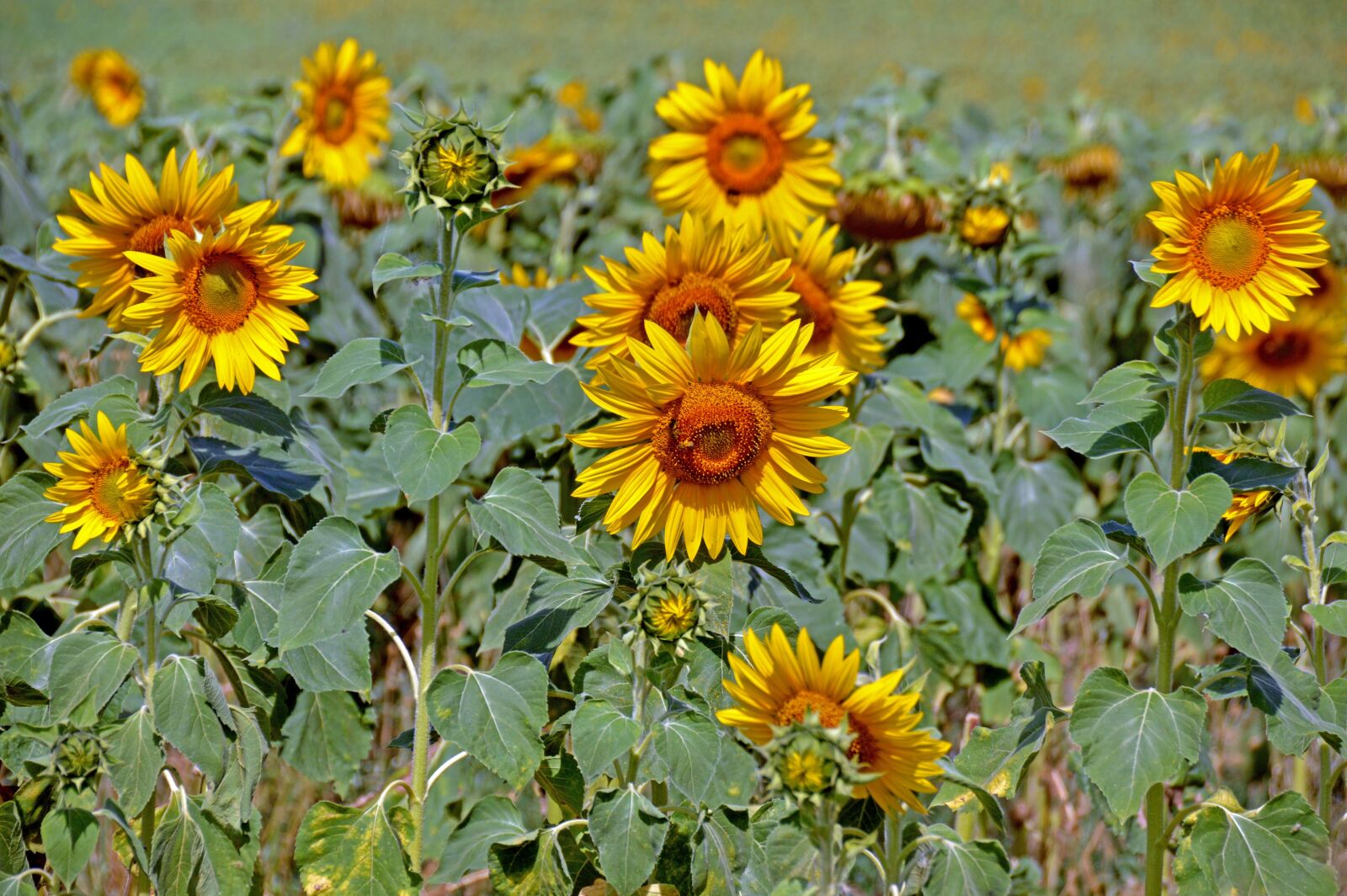Nikon D3200 sample photo. Sonnenblume, sonnenblumenfeld, sommer photography