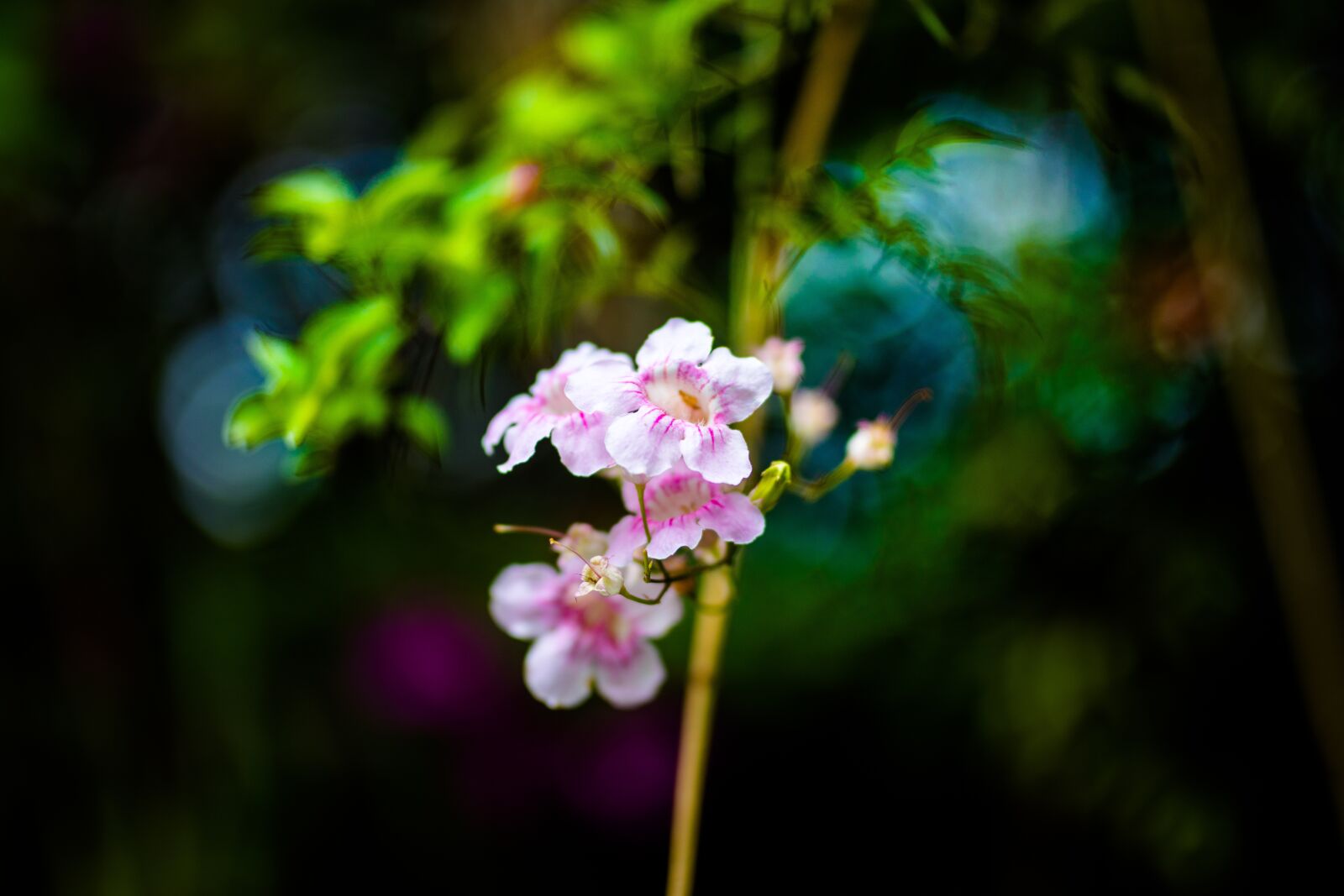 Canon EOS 5D Mark IV + Sigma 85mm F1.4 DG HSM Art sample photo. Colours, spring, flowers photography