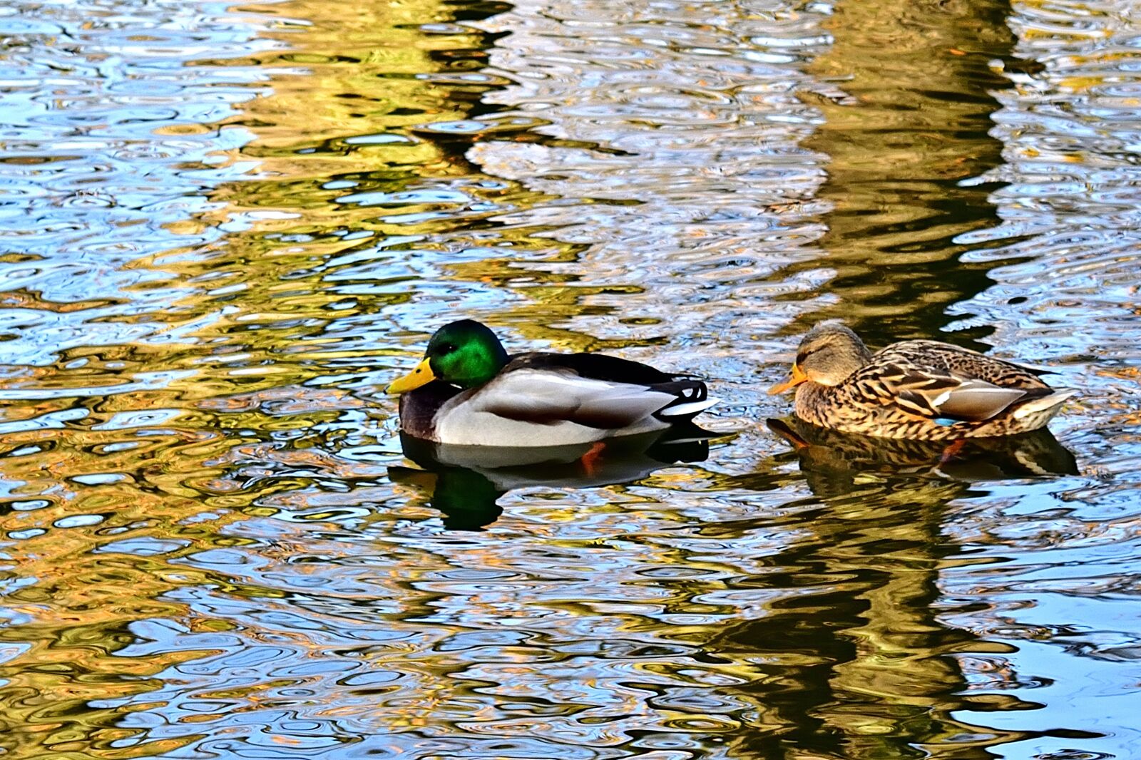 Nikon D5200 sample photo. Animal world, nature, mallards photography