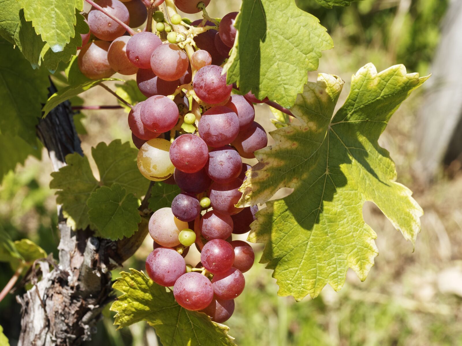 Olympus M.Zuiko Digital ED 60mm F2.8 Macro sample photo. Vines, vineyards, grapes photography