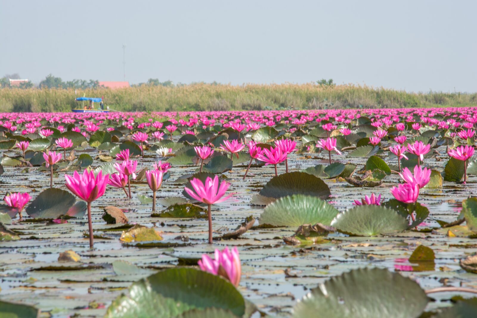 Nikon D7100 sample photo. Landscape, lotus, nature photography