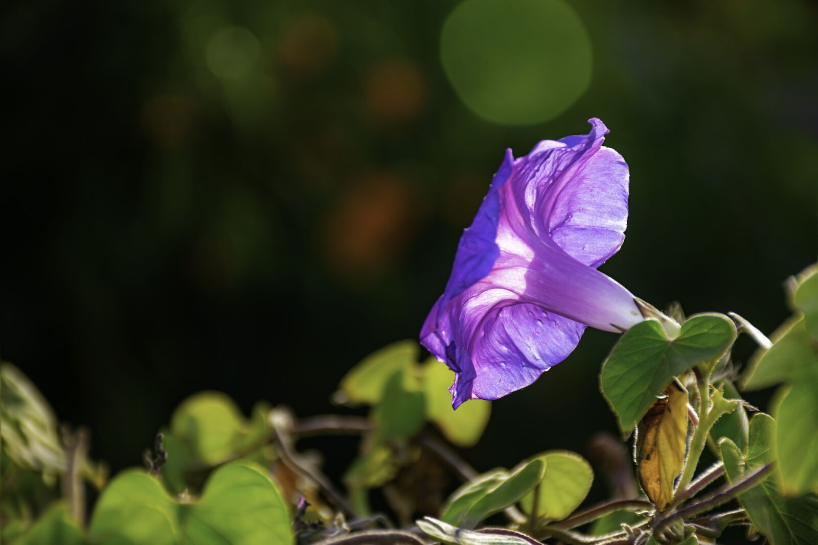 Nikon D5600 sample photo. Flower, just flower, poetical photography