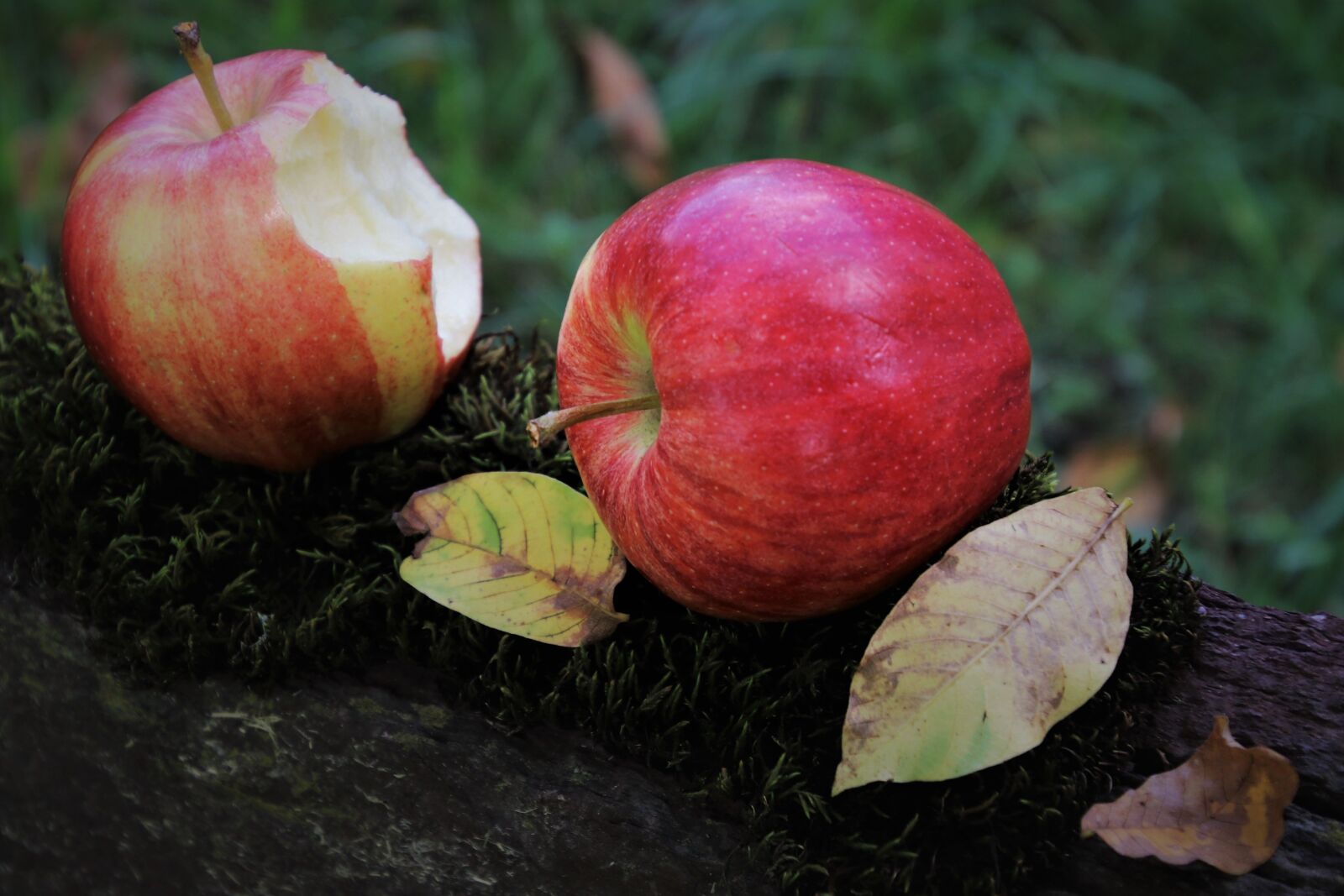 Canon EOS 80D sample photo. Green, apple, gnawed photography