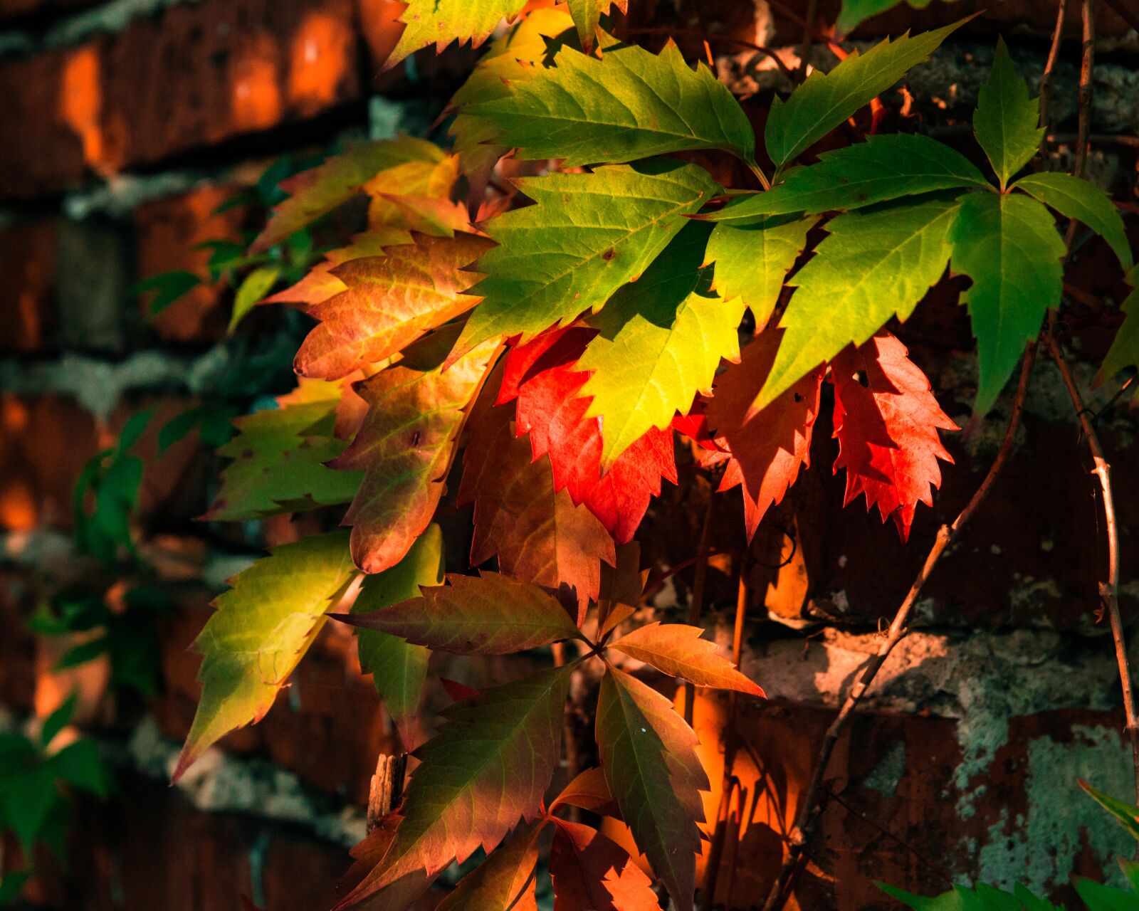 Canon EOS 700D (EOS Rebel T5i / EOS Kiss X7i) sample photo. Autumn, foliage, colorful photography