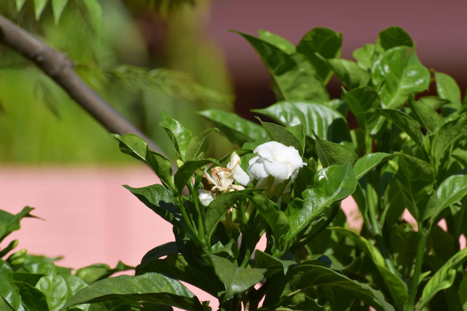 Nikon D5300 sample photo. Flower, blossom, nature photography