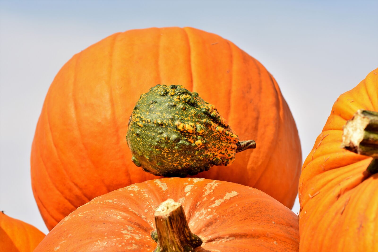 Nikon D7200 sample photo. Pumpkin, fruit, autumn photography