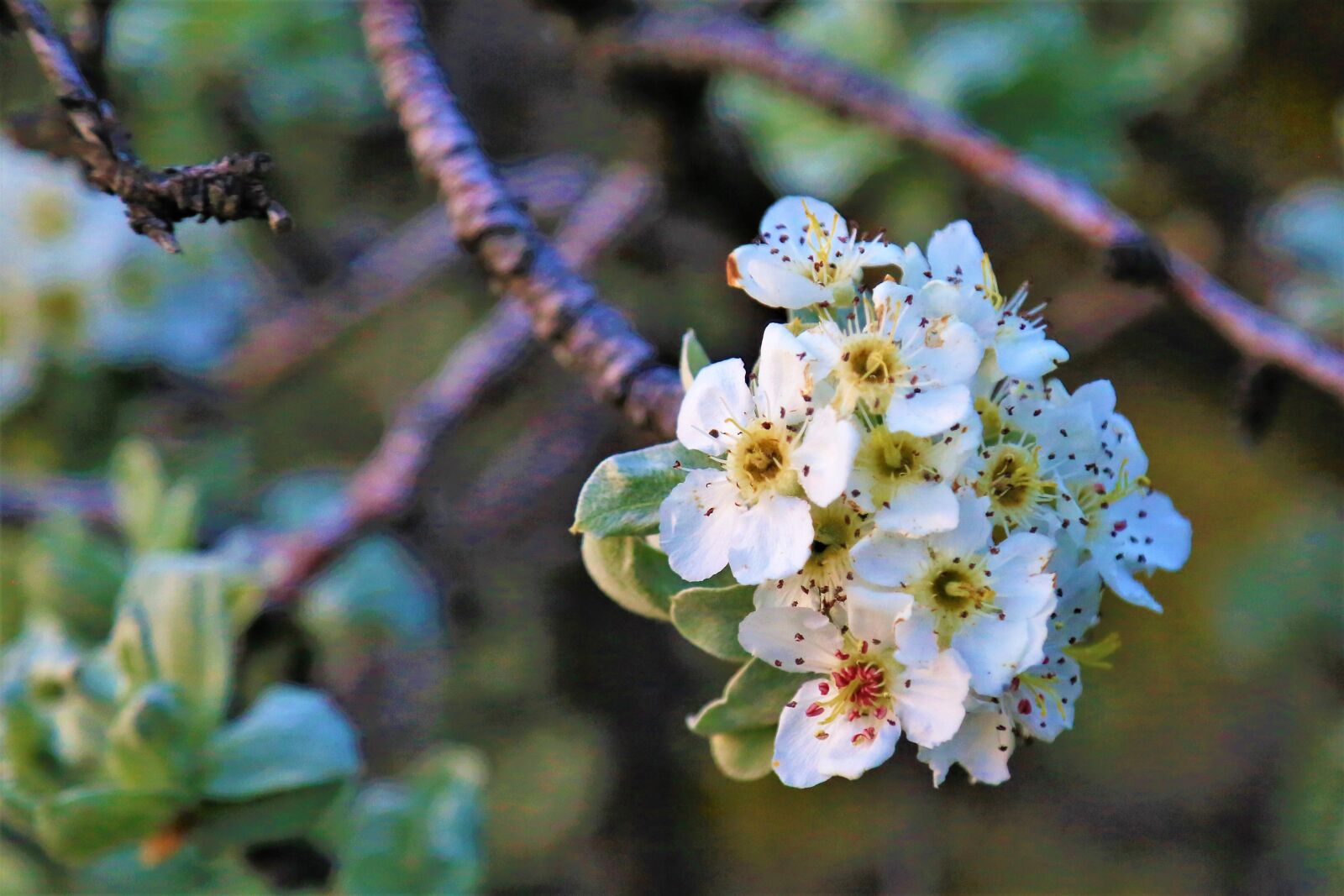 Canon EF 24-105mm F4L IS USM sample photo. Flowers, spring, nature photography