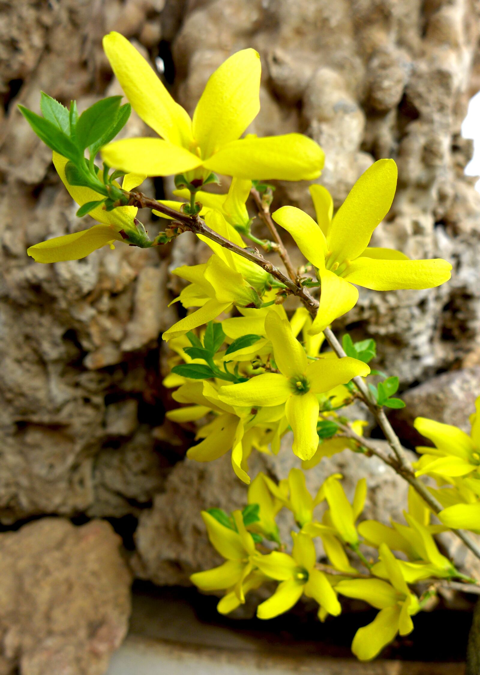 Leica D-Lux 6 sample photo. Spring, nature, flora photography