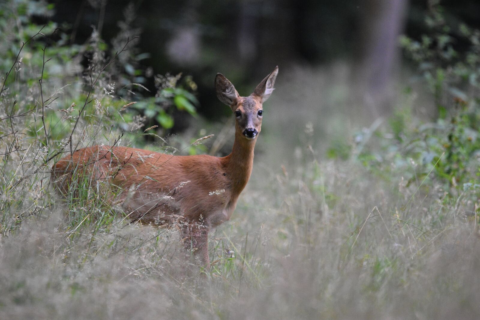 Nikon D3400 sample photo. Roe deer, roebuck, deer photography