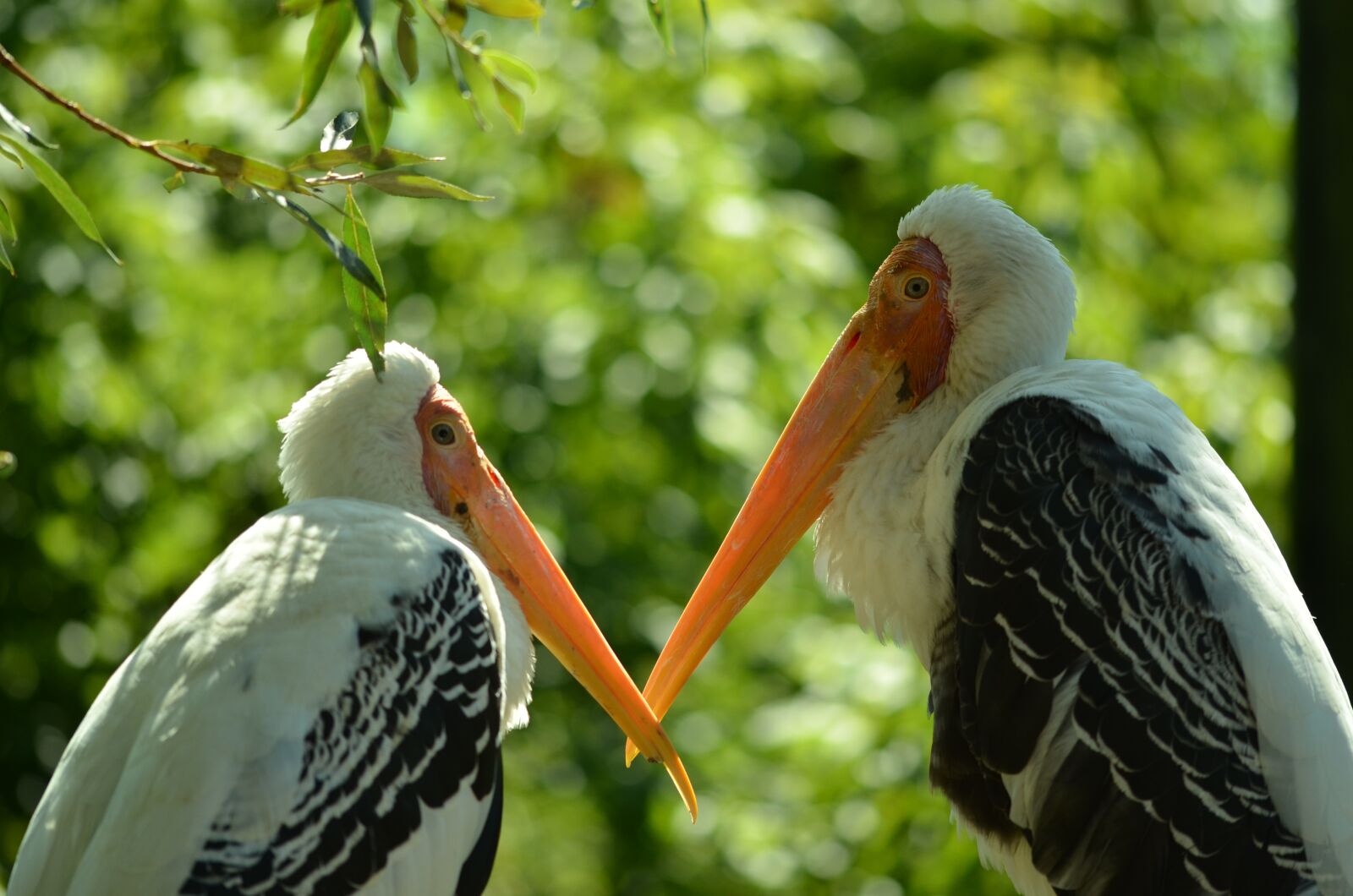 Nikon D7000 sample photo. Bird, love, nature photography