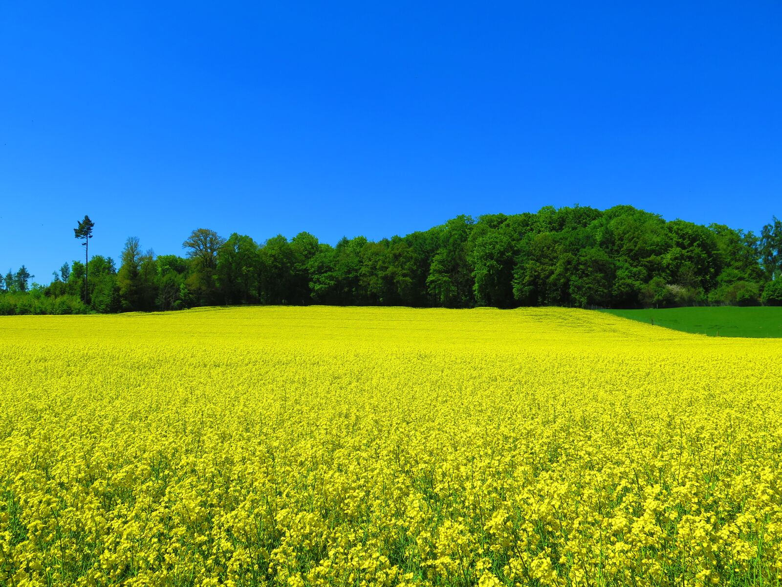Canon PowerShot G16 sample photo. Field of rapeseeds, purk photography