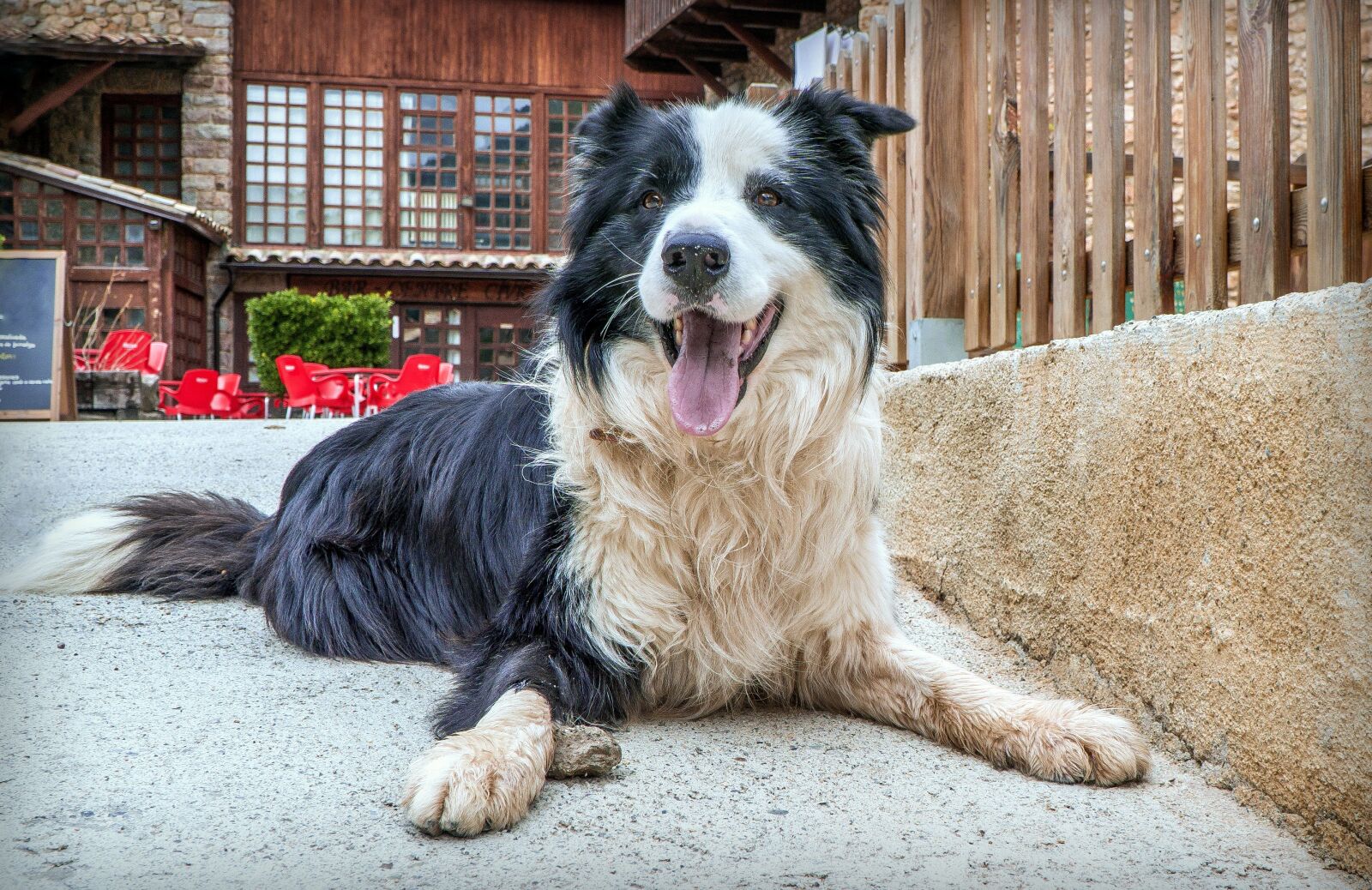 Sony a6000 + Sony E PZ 18-105mm F4 G OSS sample photo. Dog, border collie, animal photography