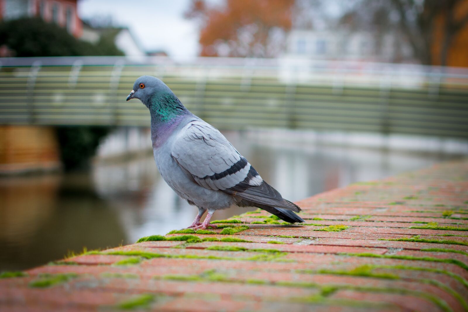 Nikon D7200 sample photo. Bird, nature, dove photography