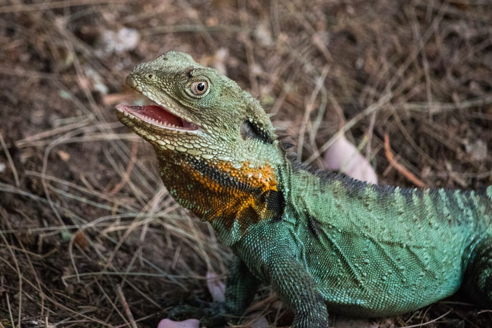 Canon EOS 200D (EOS Rebel SL2 / EOS Kiss X9) sample photo. Lizard, reptile, nature photography
