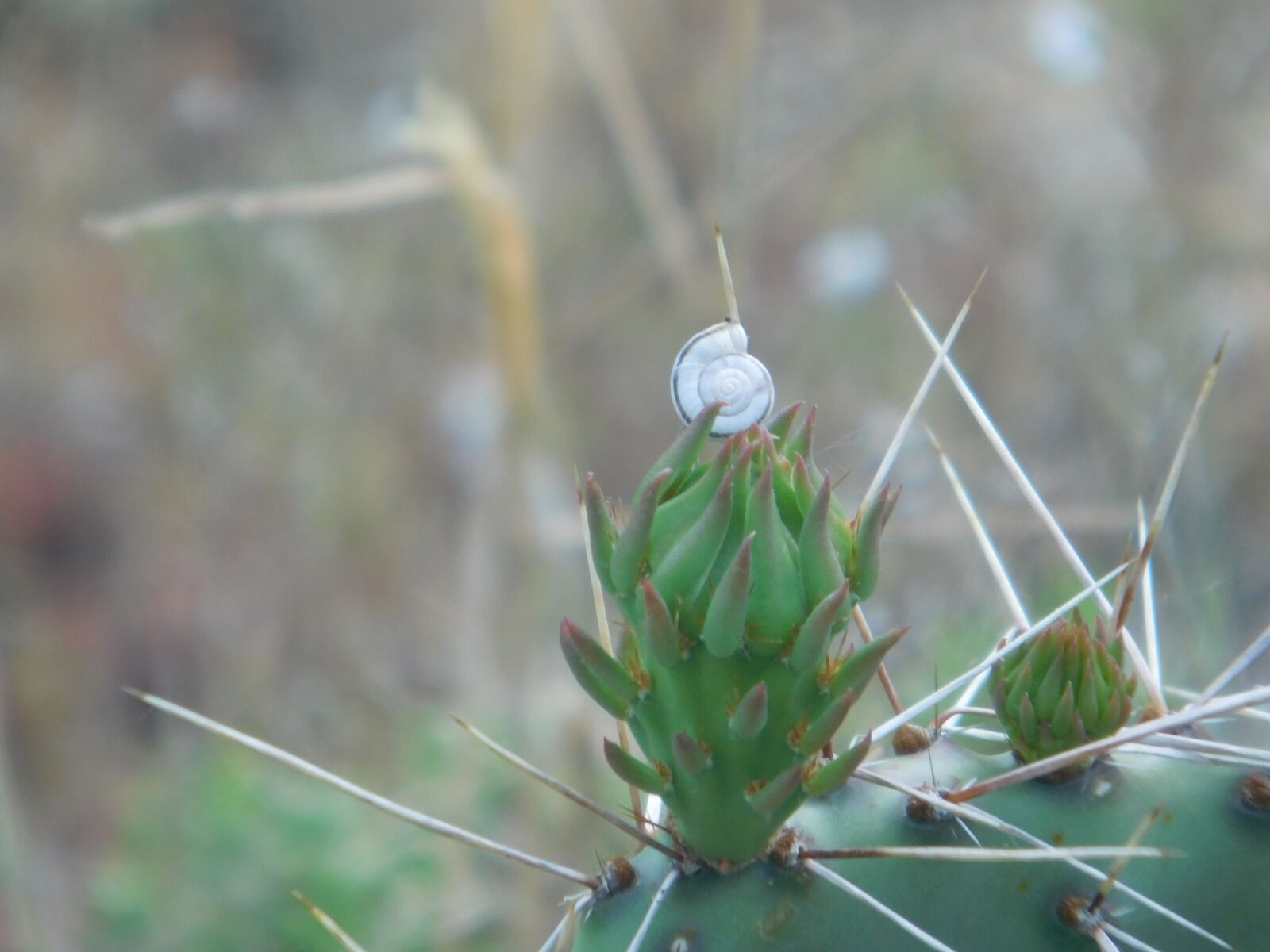Nikon Coolpix L840 sample photo. Spike, nature, leaf, cactus photography